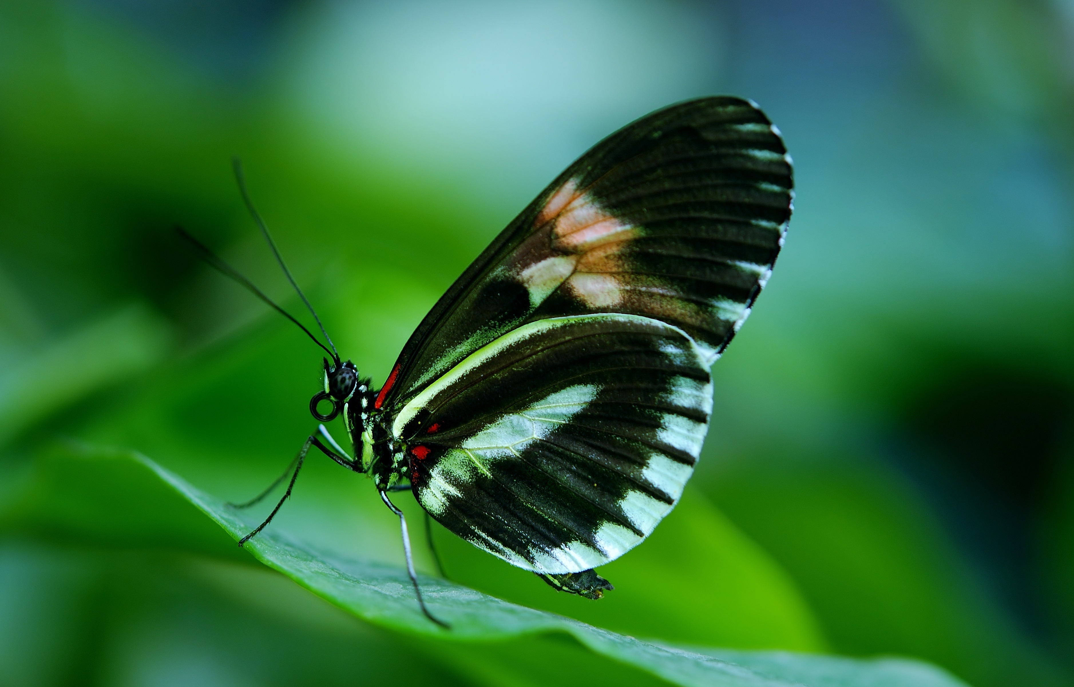 Бабочка парусник Румянцева кокон
