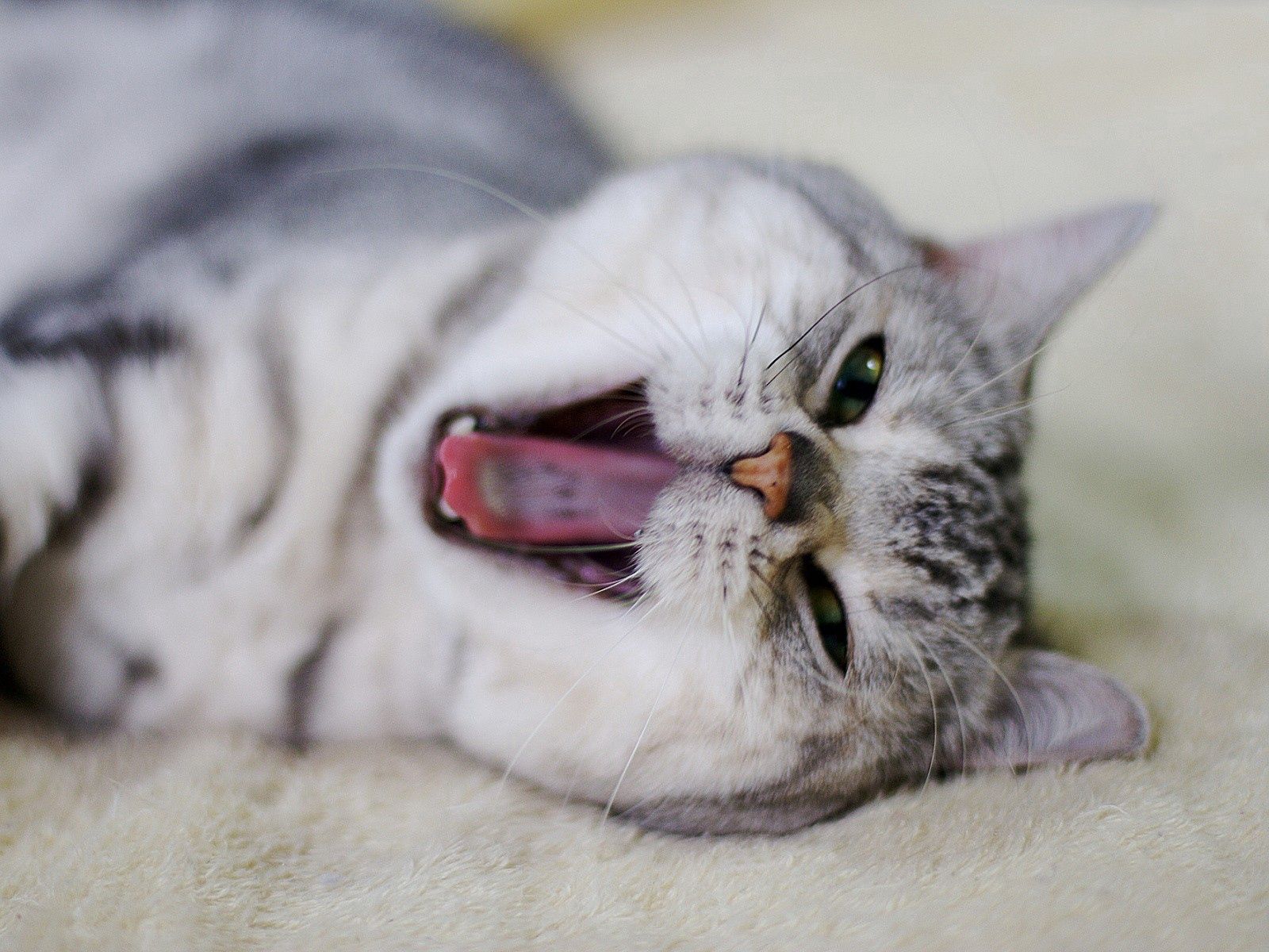 animals, cat, muzzle, mouth, to yawn, yawn, nose 2160p