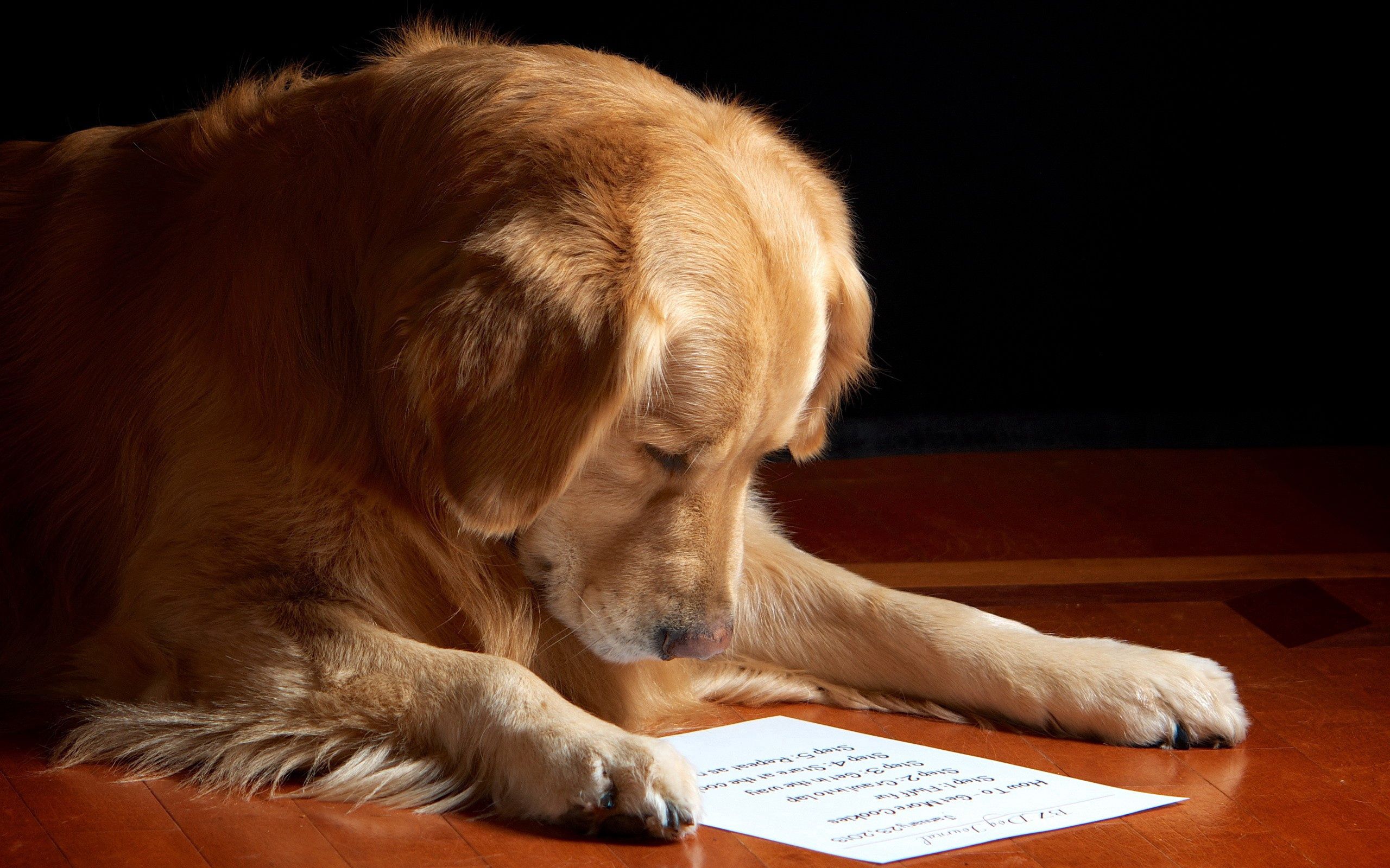 animals, reading, leaf, dog, muzzle, sheet, paper Full HD
