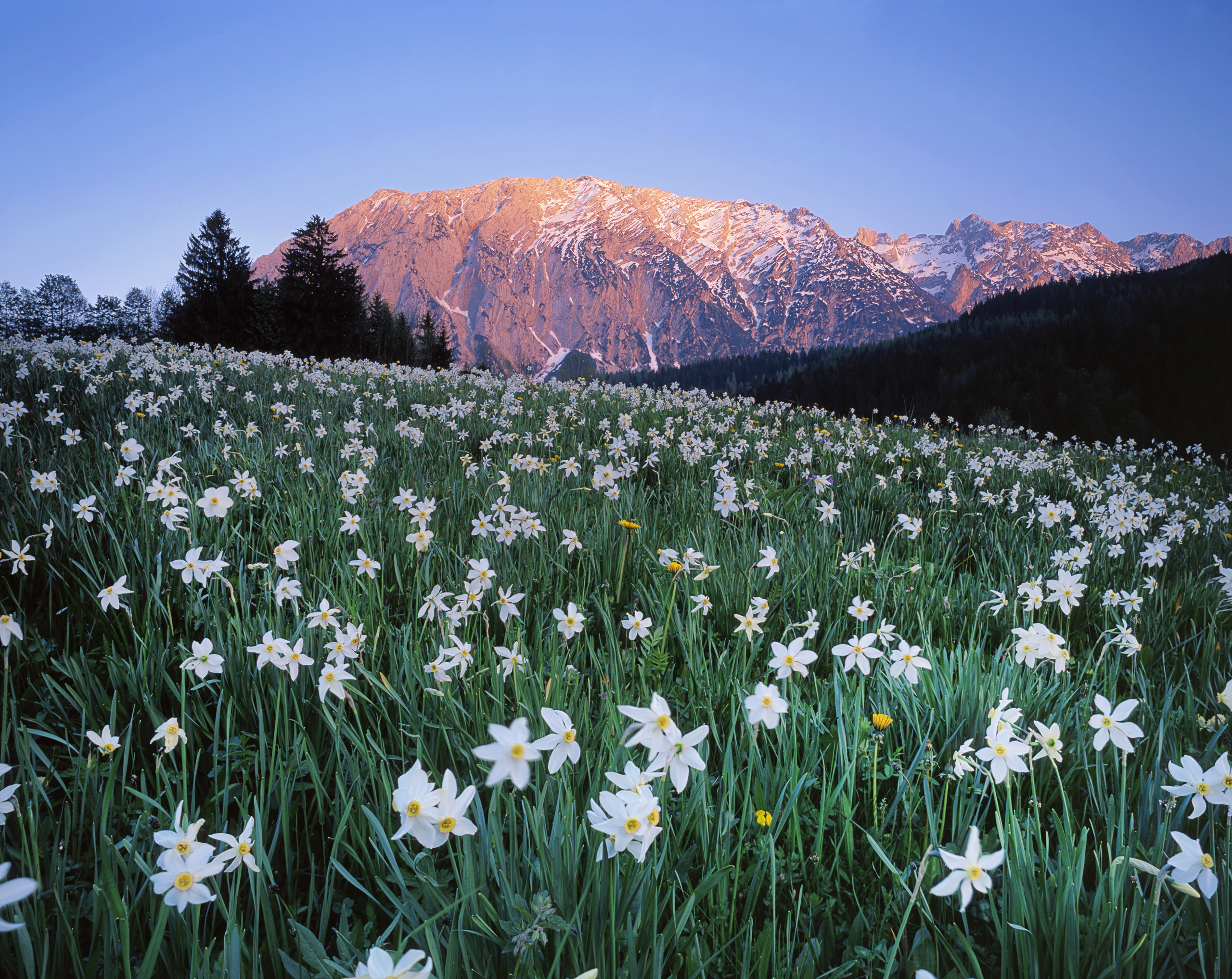 145827 скачать обои австрия, луг, поле, цветы, природа, небо, горы - заставки и картинки бесплатно