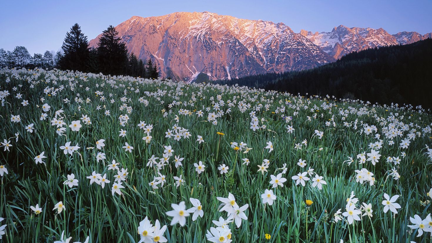 Белые цветы в горах