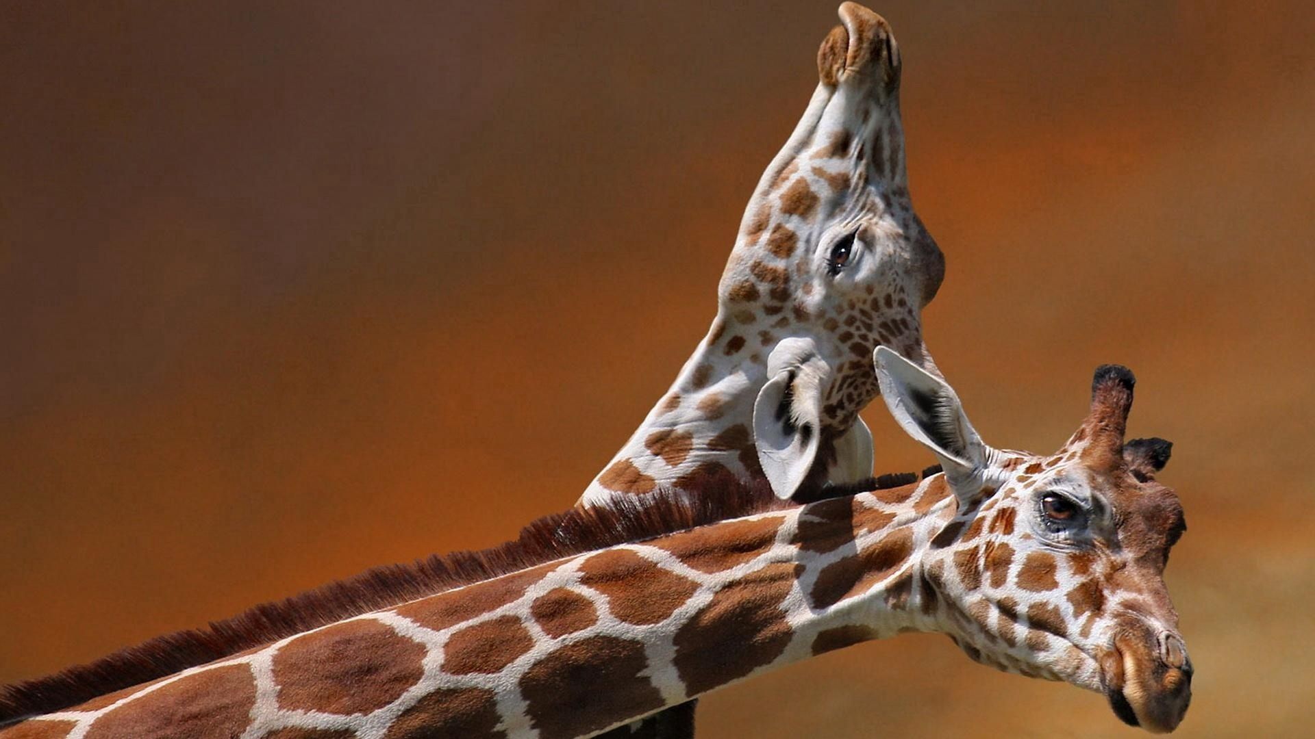 couple, giraffes, animals, pair, spotted, spotty, head, care