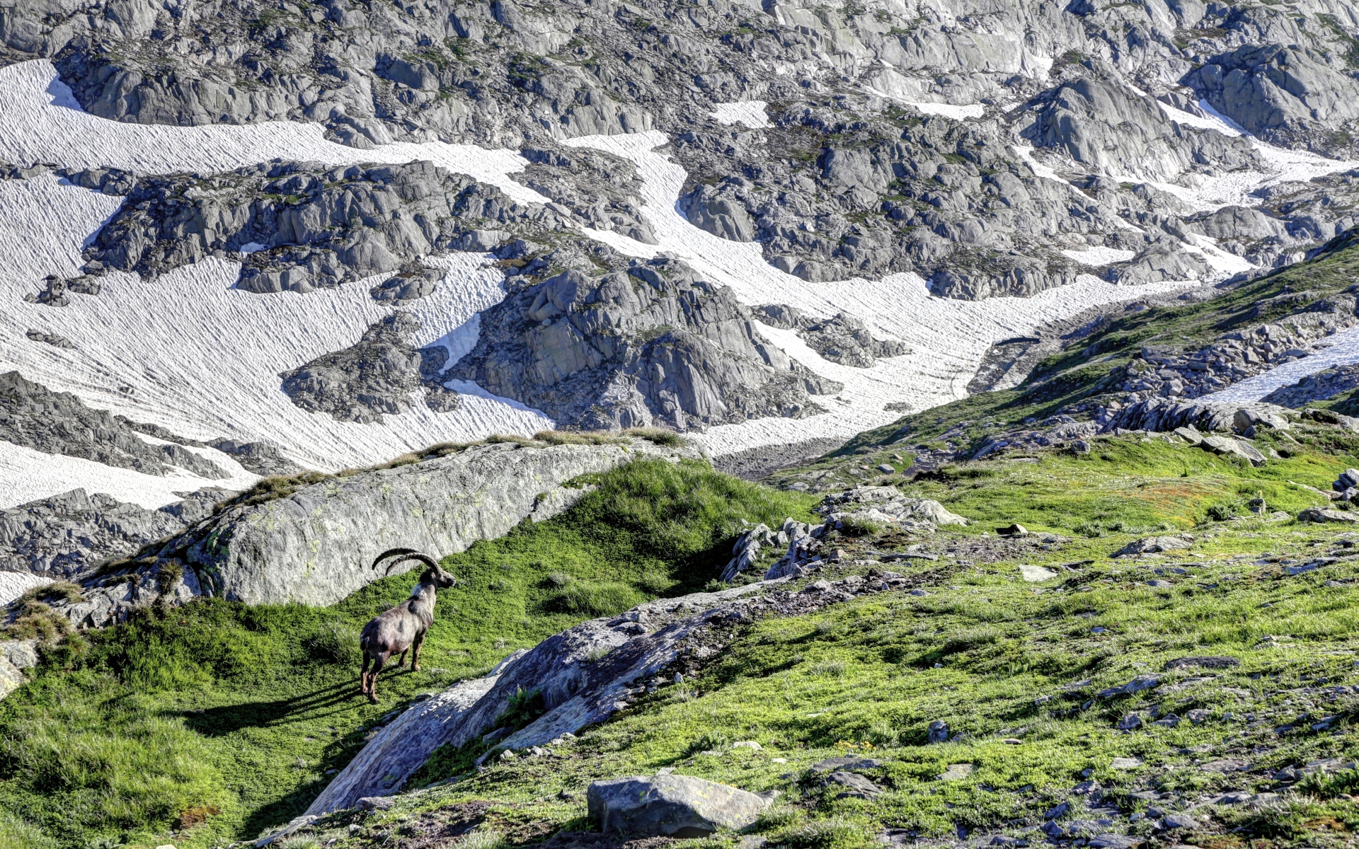 animal, alpine ibex 1080p