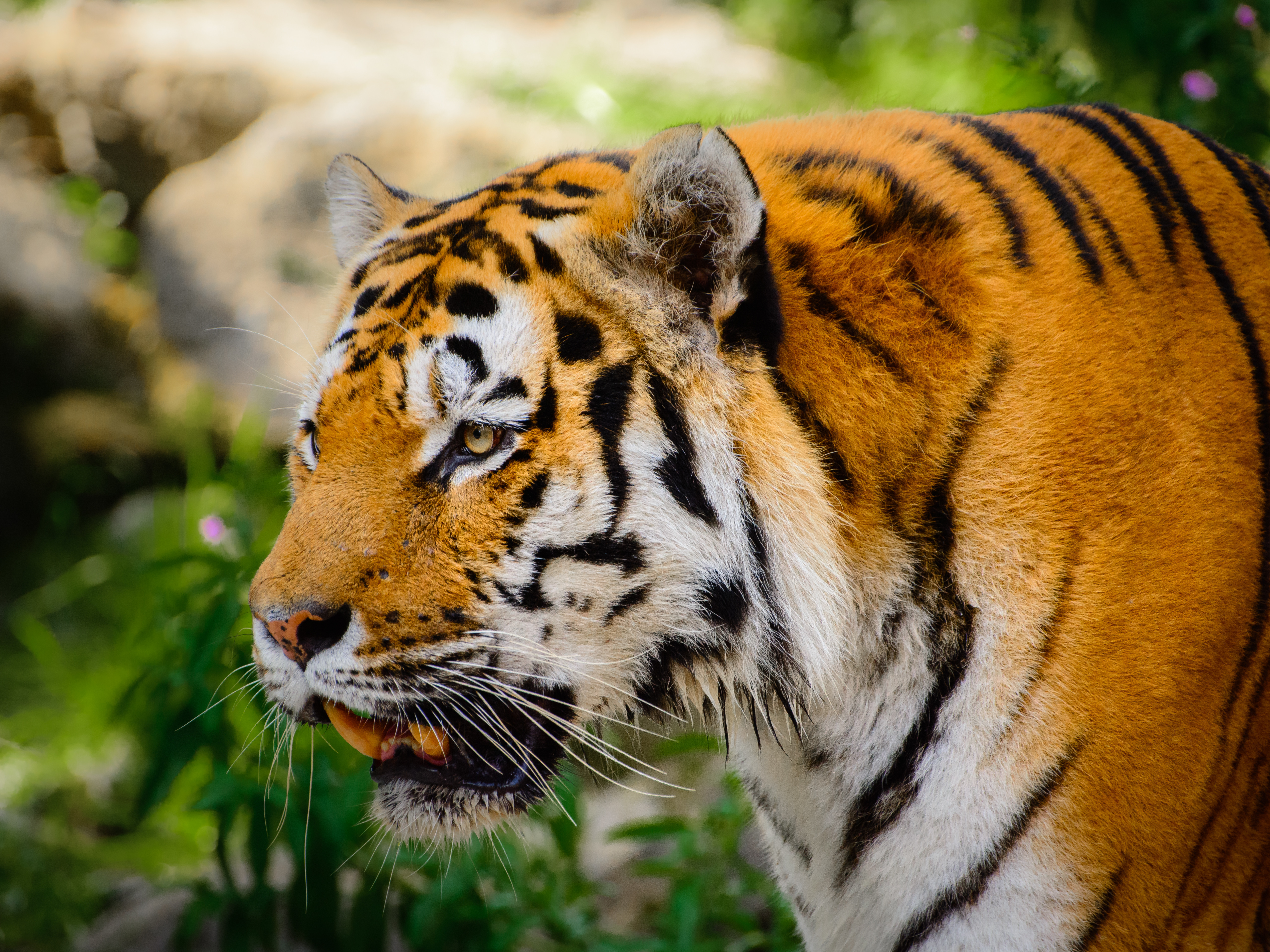 117480 скачать картинку клыки, тигр, животные, большая кошка, усы - обои и заставки бесплатно