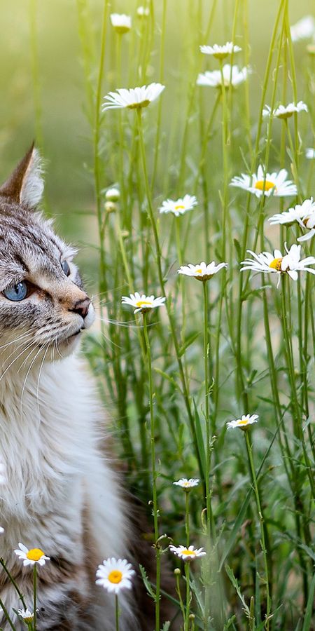 Можно ли котам ромашки. Котик в ромашках. Картинки с ромашками и котиками. Кот в ромашках рисунок. Котик в поле ромашек.