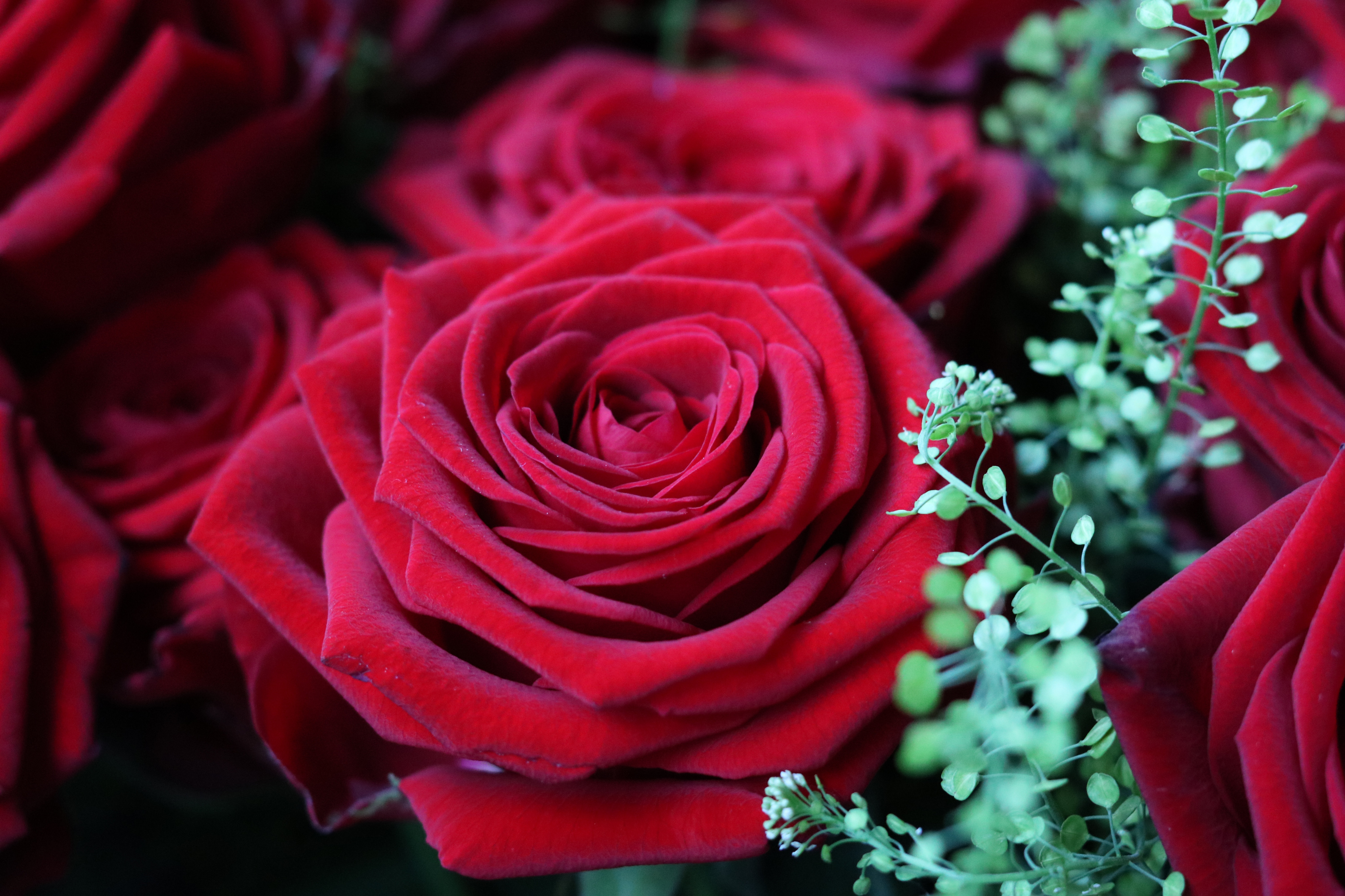 красные розы фото