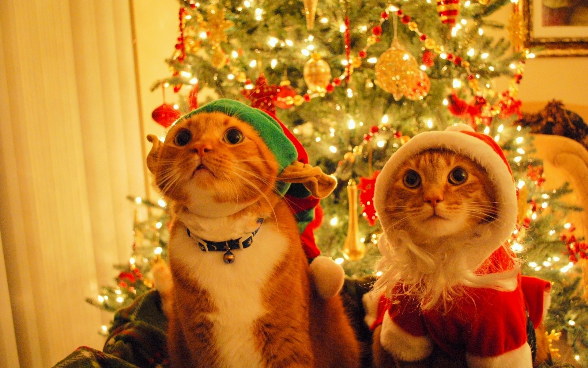 santa hat, cute, christmas, cat, christmas tree, christmas ornaments, humor, holiday