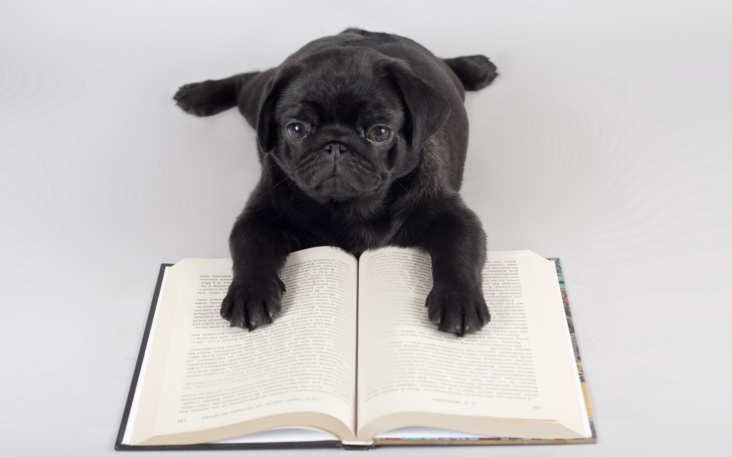 Собака с книжкой