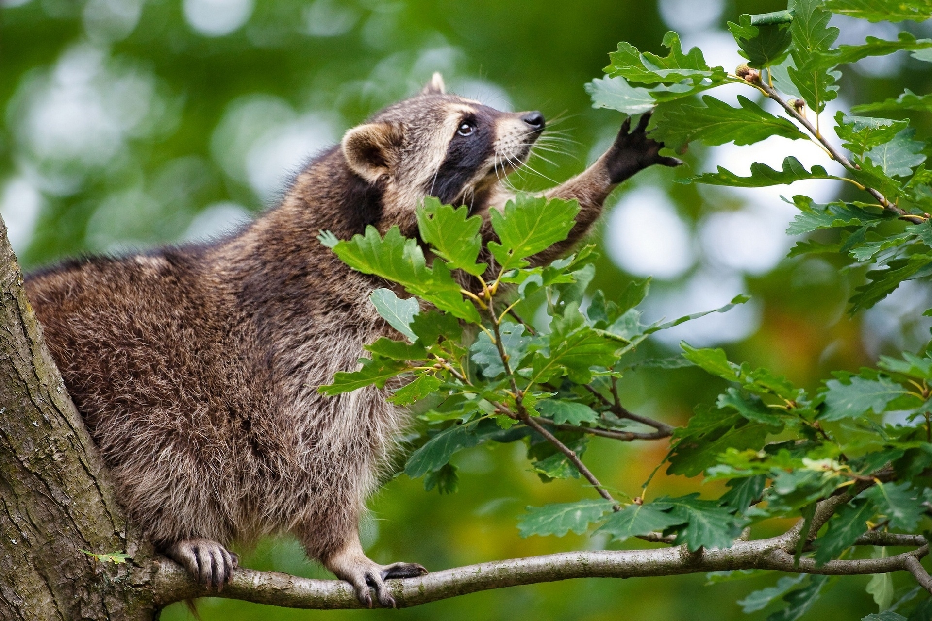 Download mobile wallpaper Animals, Climb, Leaves, Branch, Raccoon for free.