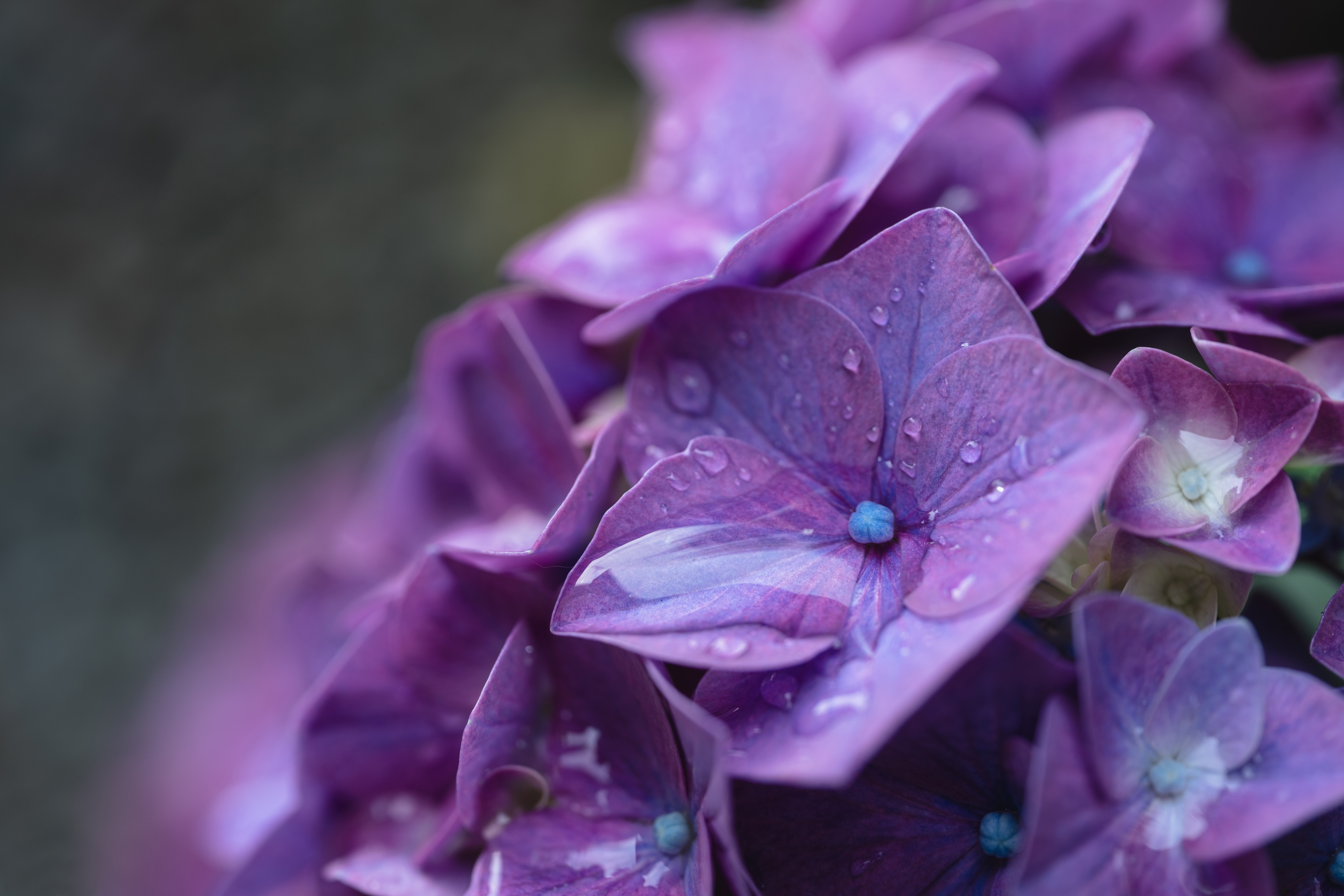 Фиолетового Цвета Цветы