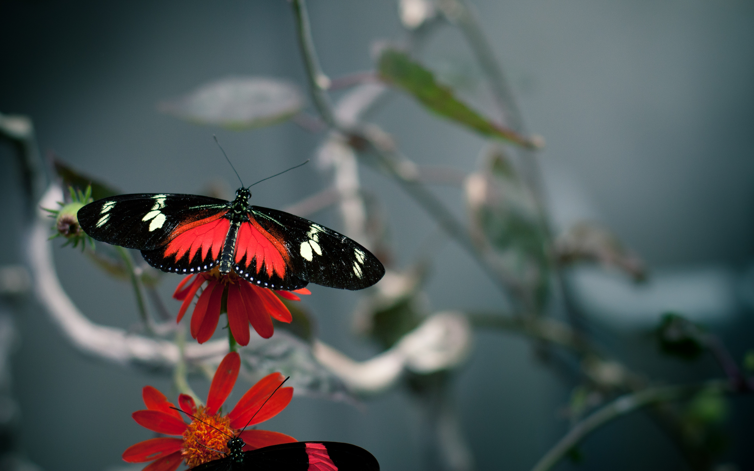 Красно черная бабочка