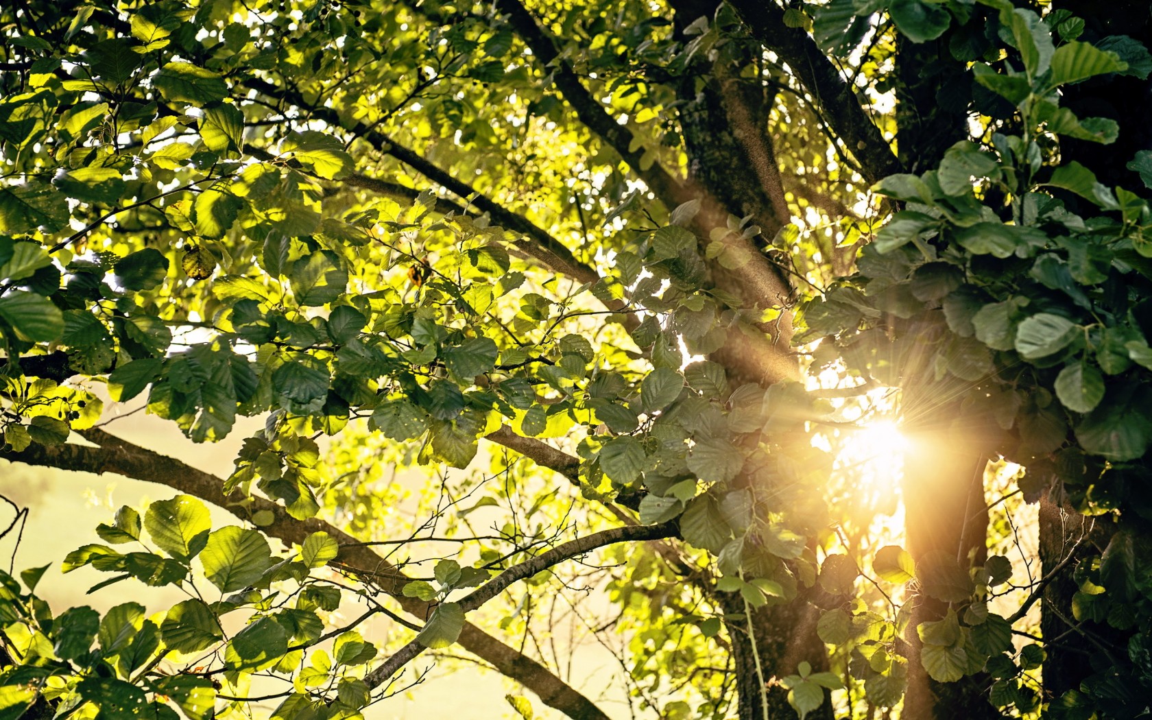 Проглядывают первые лучи солнца ярко. Солнце сквозь листву. Дерево освещенное солнцем. Летнее дерево. Лучи солнца сквозь листву.