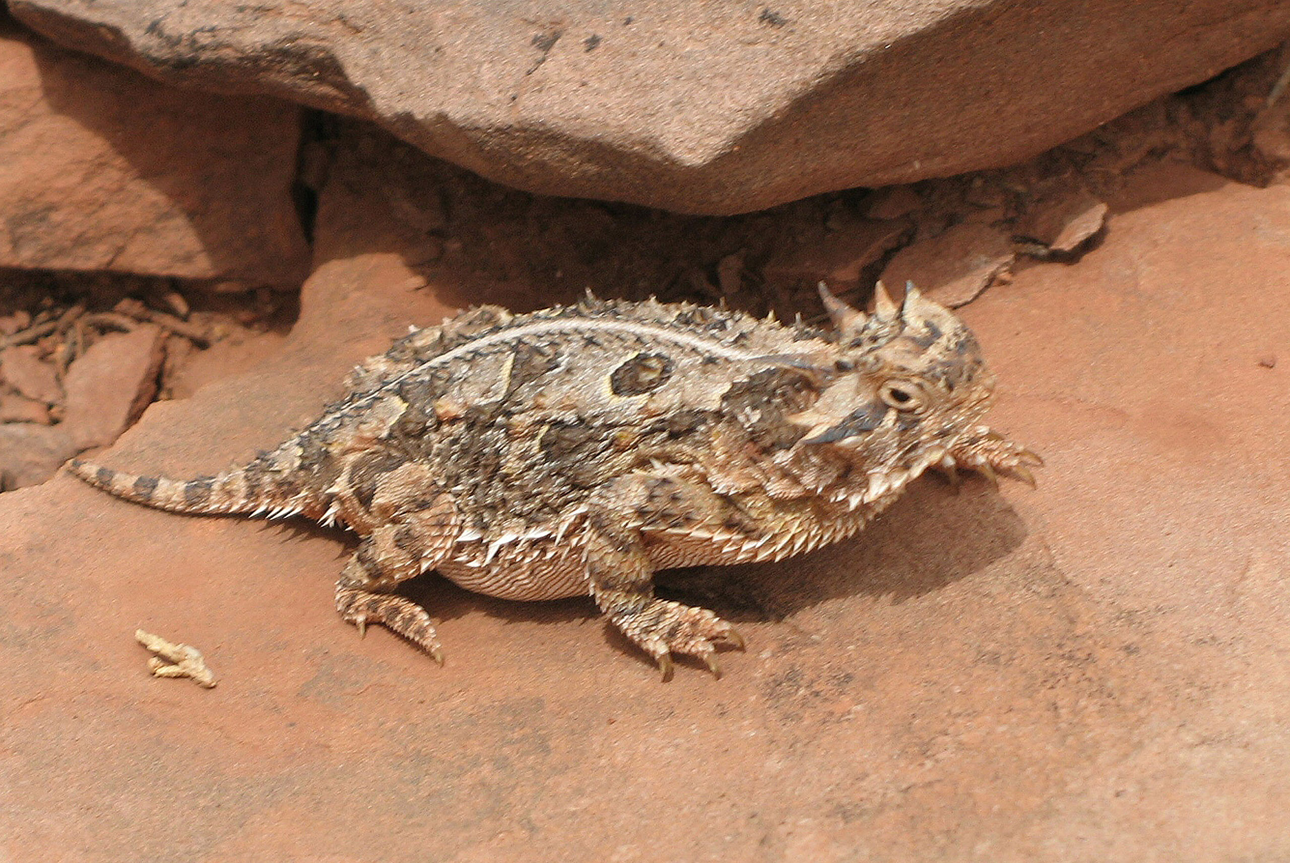 Техасская жабовидная ящерица