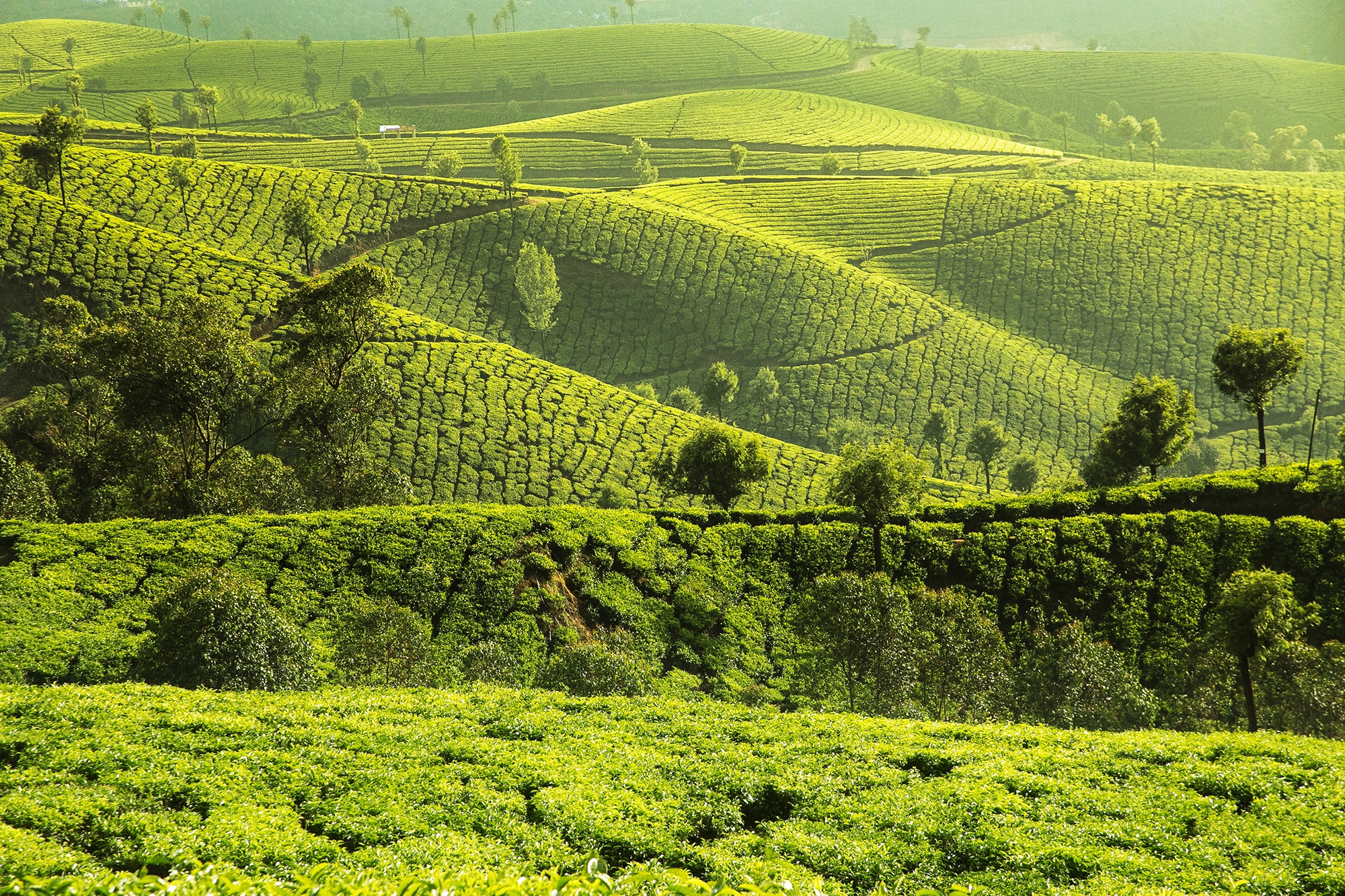 Free download wallpaper Nature, Man Made, Greenery, Tea Plantation on your PC desktop