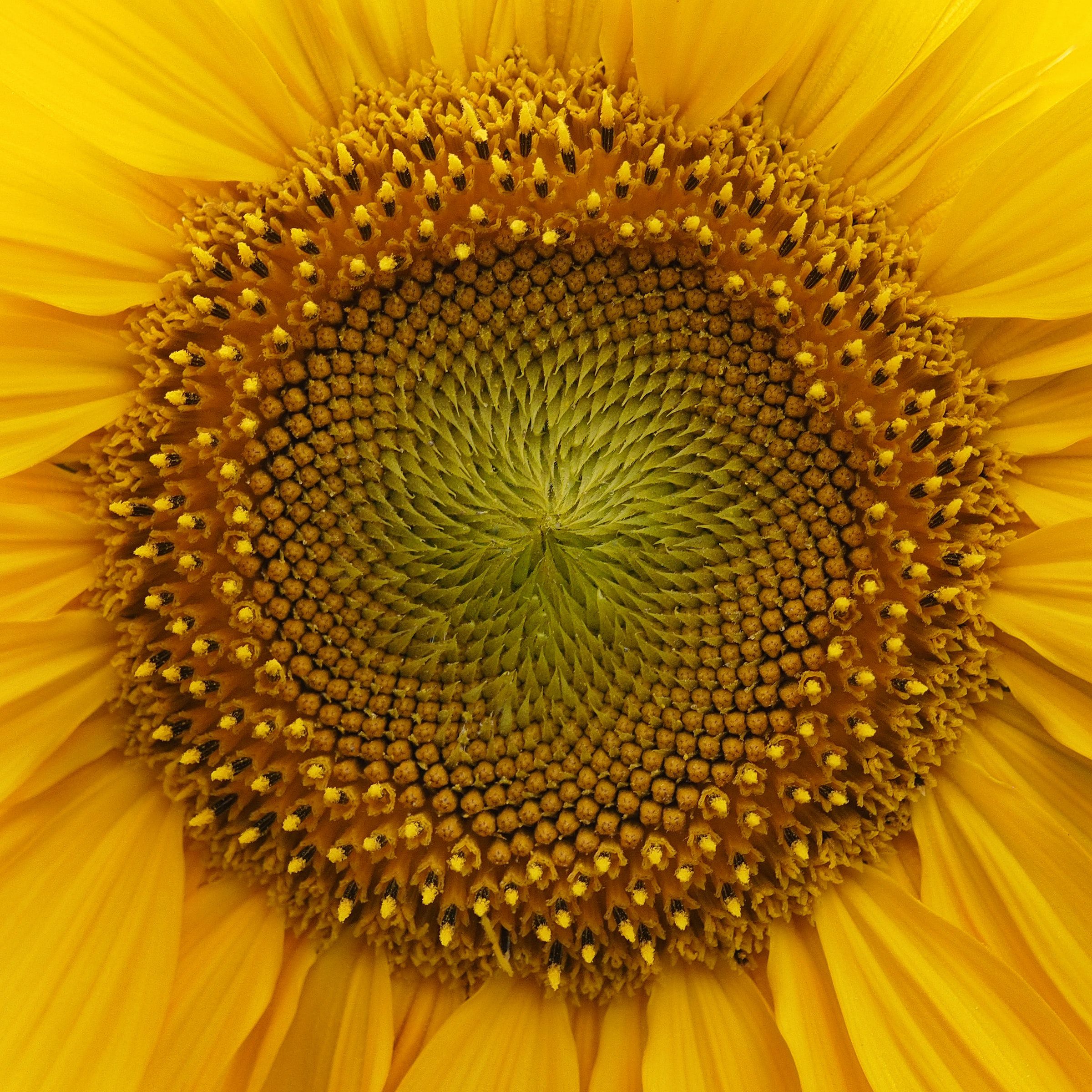 Laden Sie das Makro, Blume, Blütenblätter, Sonnenblume, Blumen-Bild kostenlos auf Ihren PC-Desktop herunter