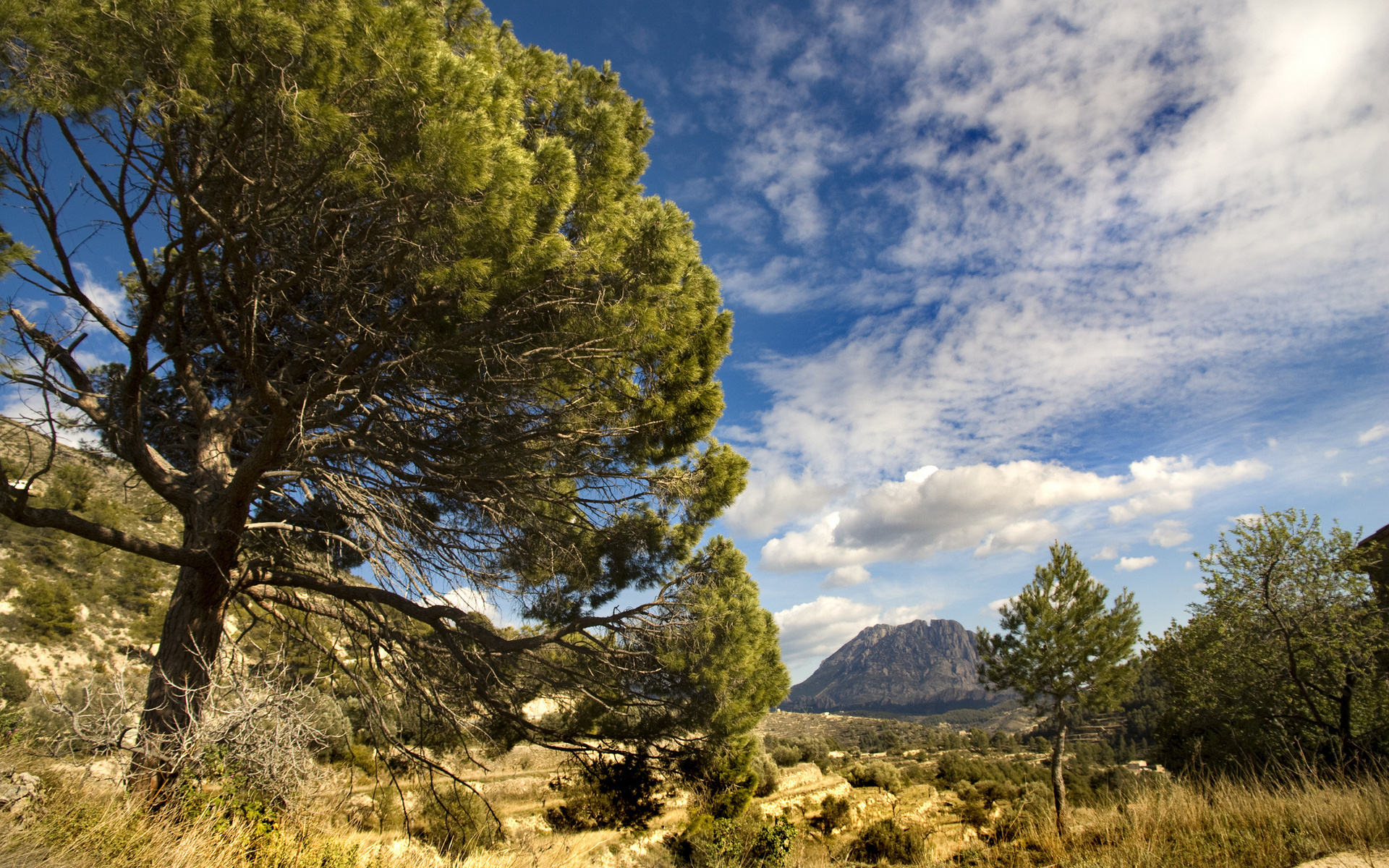 Среди густых деревьев. Природа Испании. Деревья Испании. Мастиковое дерево. Высокие деревья в Испании.