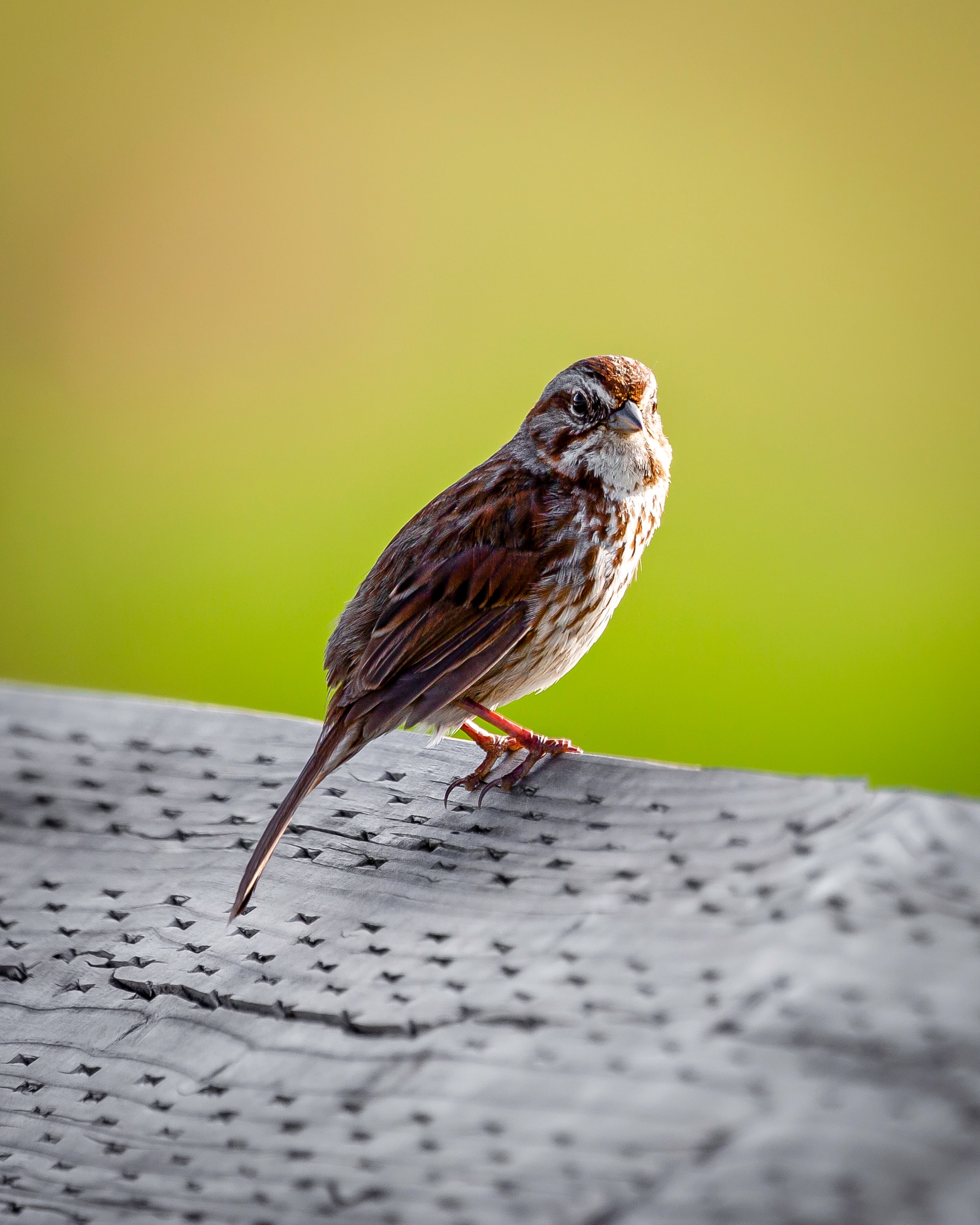 Download mobile wallpaper Sight, Opinion, Tail, Animals, Bird, Sparrow for free.