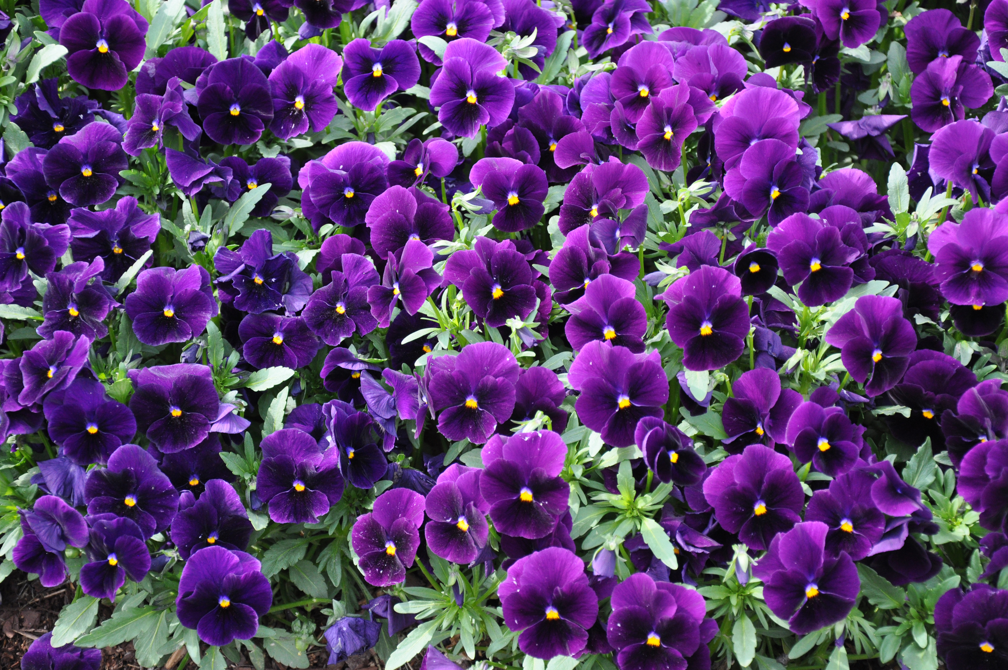 Цветы с фиолетовыми цветами садовые фото и названия