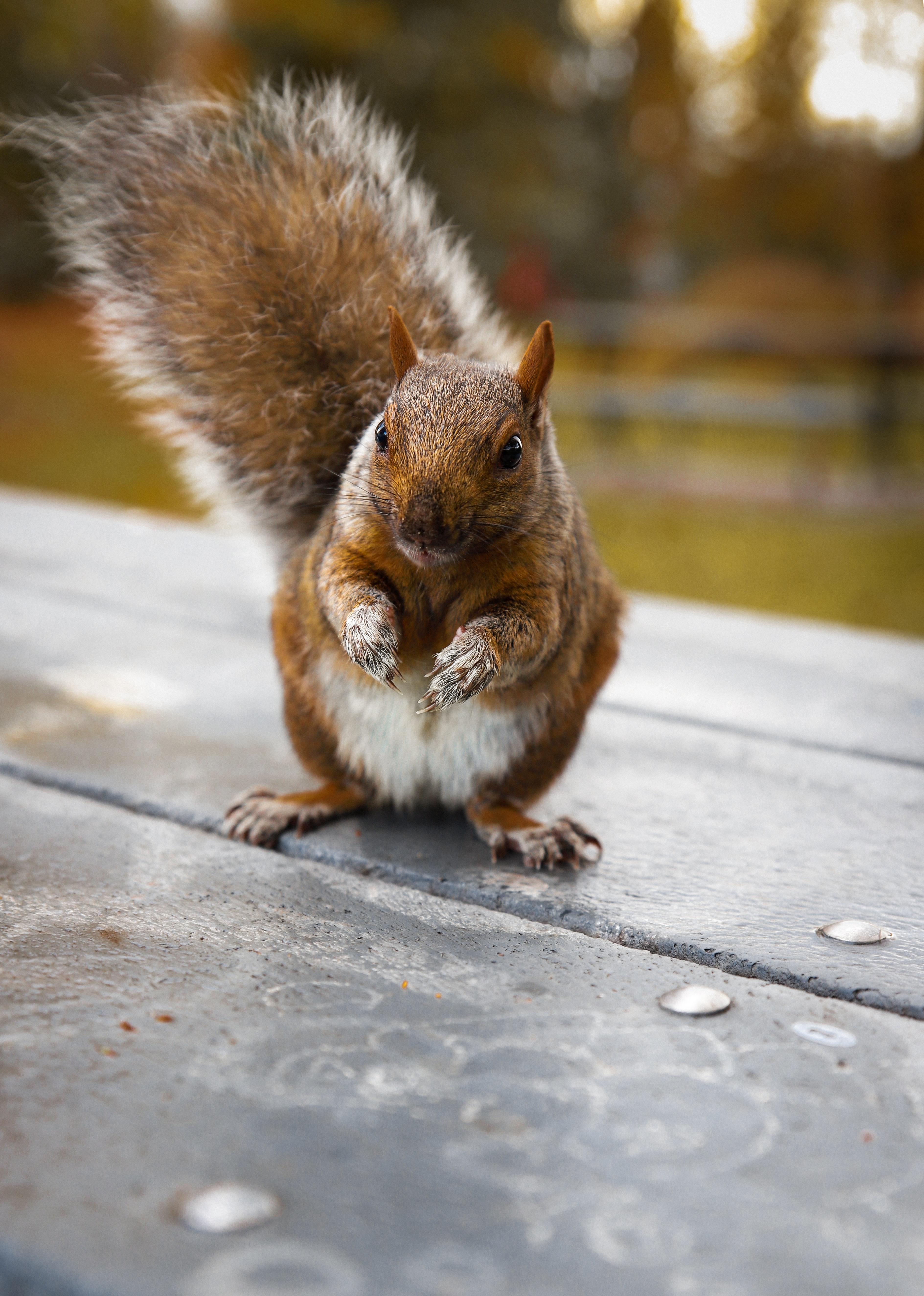 PC Wallpapers funny, animals, squirrel, nice, sweetheart, rodent