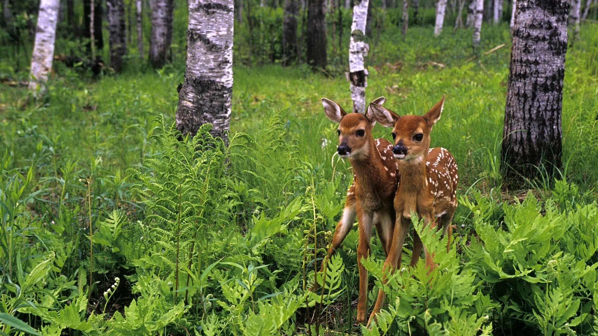 Download mobile wallpaper Animals, Deers for free.