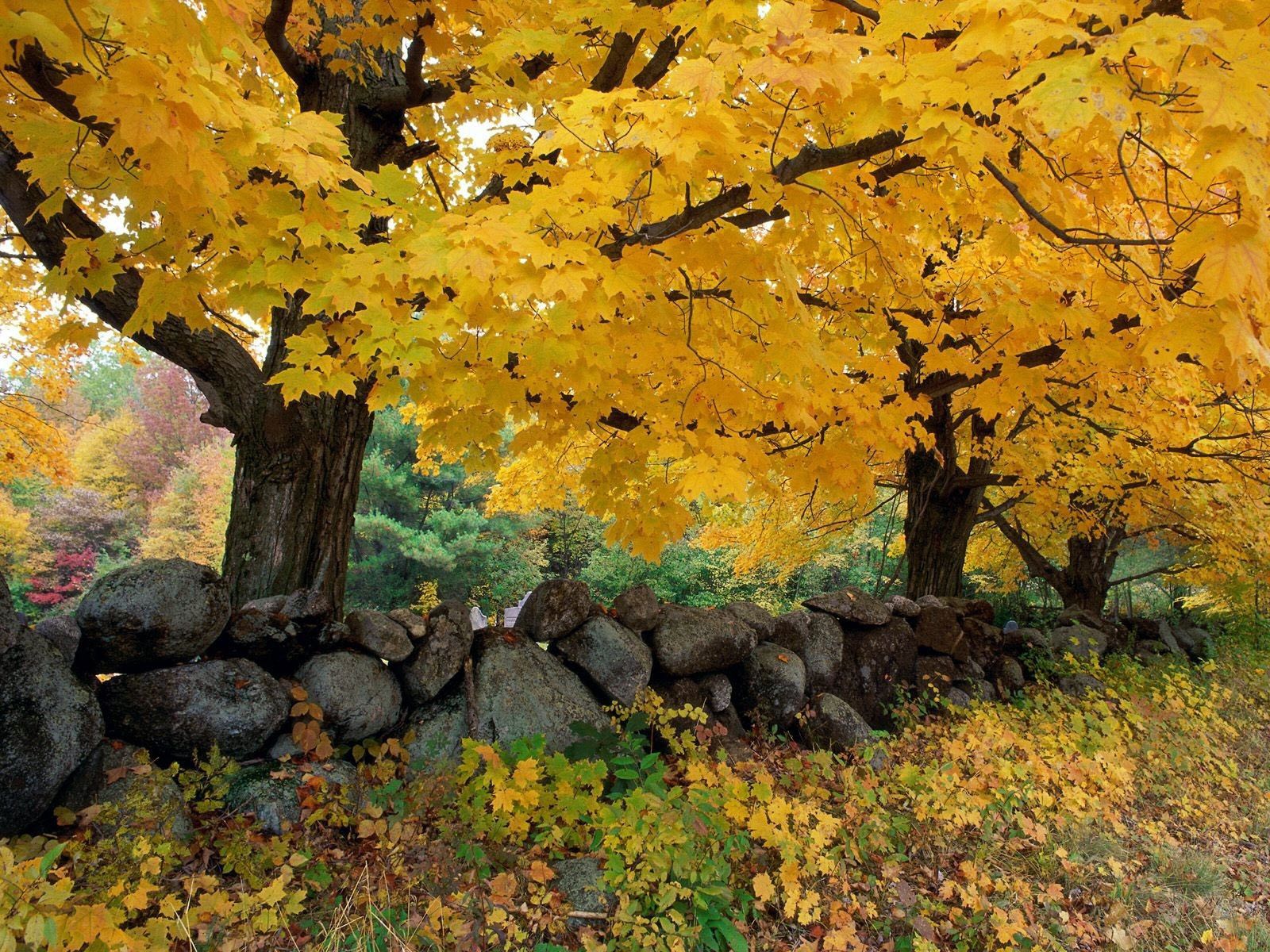 PC Wallpapers nature, trees, stones, autumn, maple