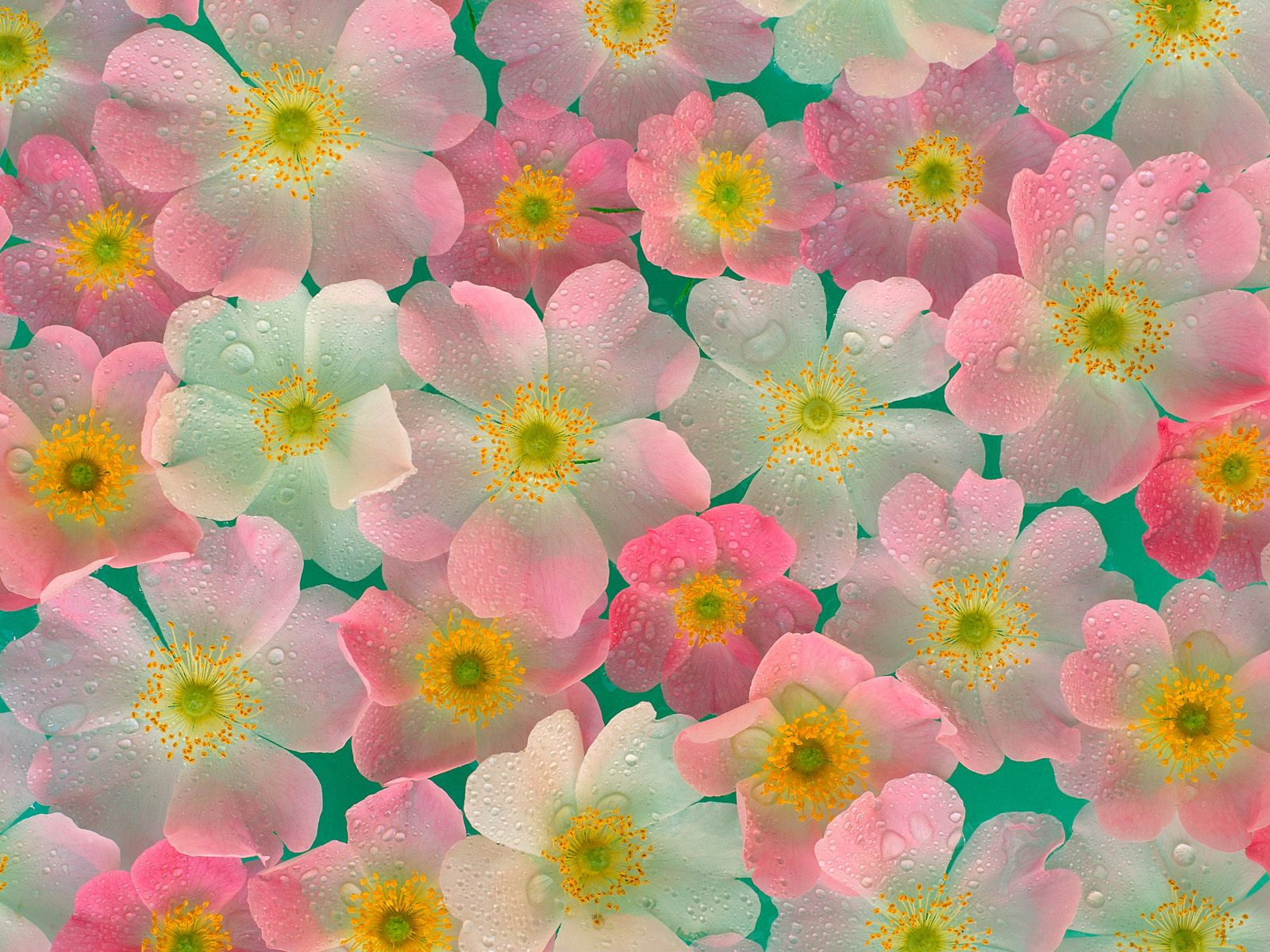 無料モバイル壁紙自然, ピンク, 花, 芸術的をダウンロードします。