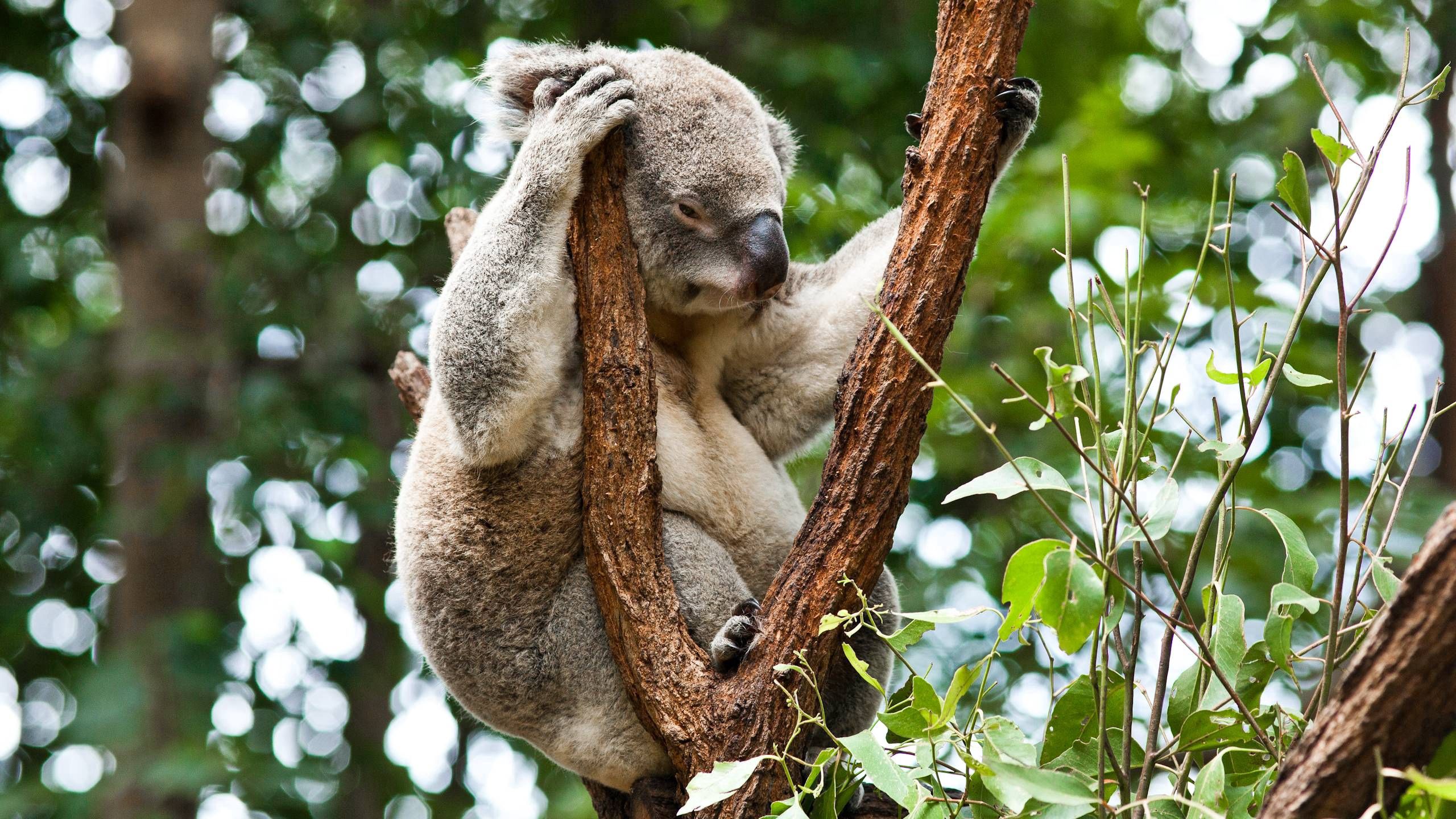 Коала в лесу. Коала в Австралии. Кенгуру и коала. Австралия фауна коала. Коала лазает.