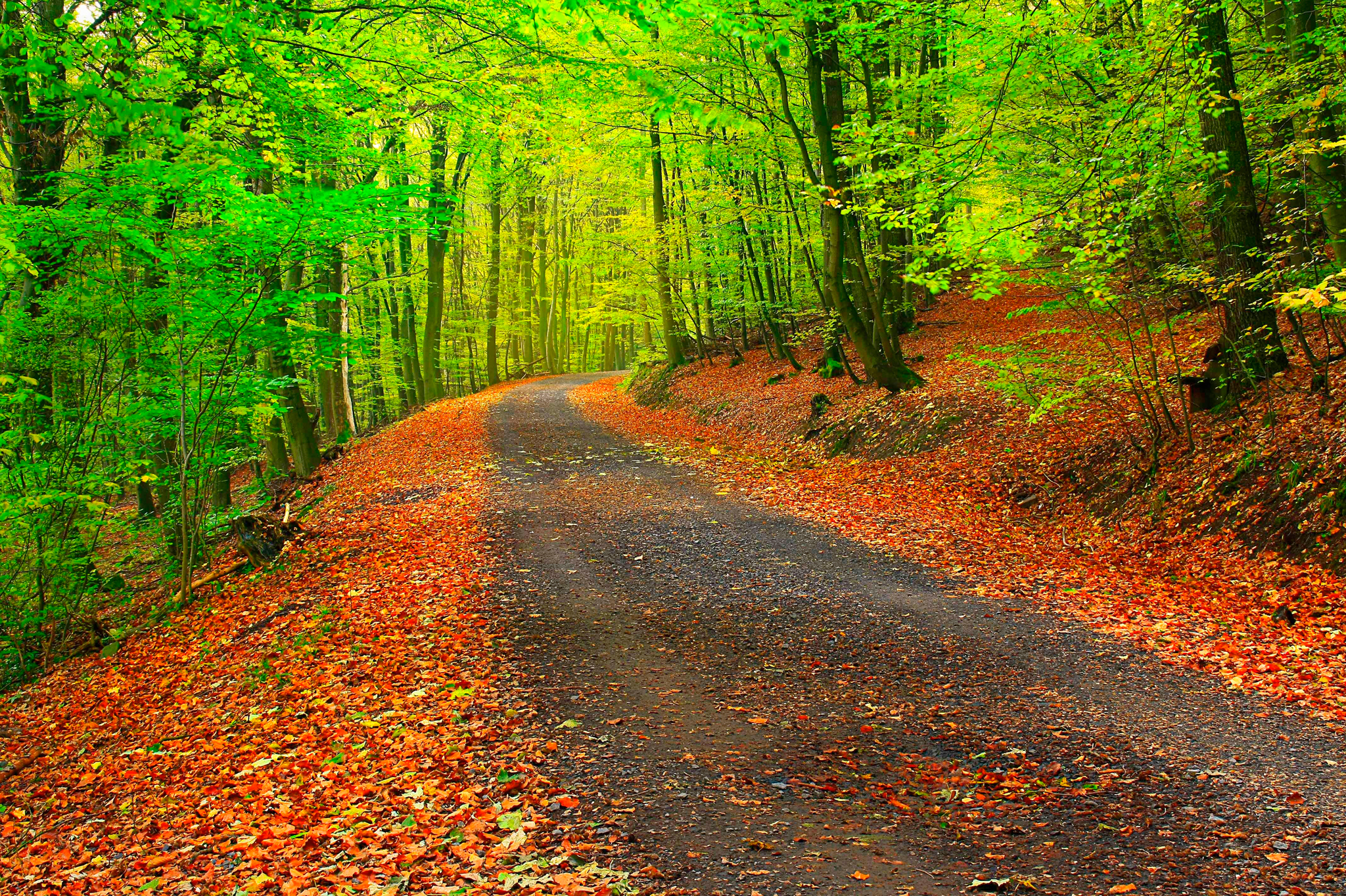 152389 завантажити картинку осінь, природа, дерева, ліс, стежка, шлях - шпалери і заставки безкоштовно