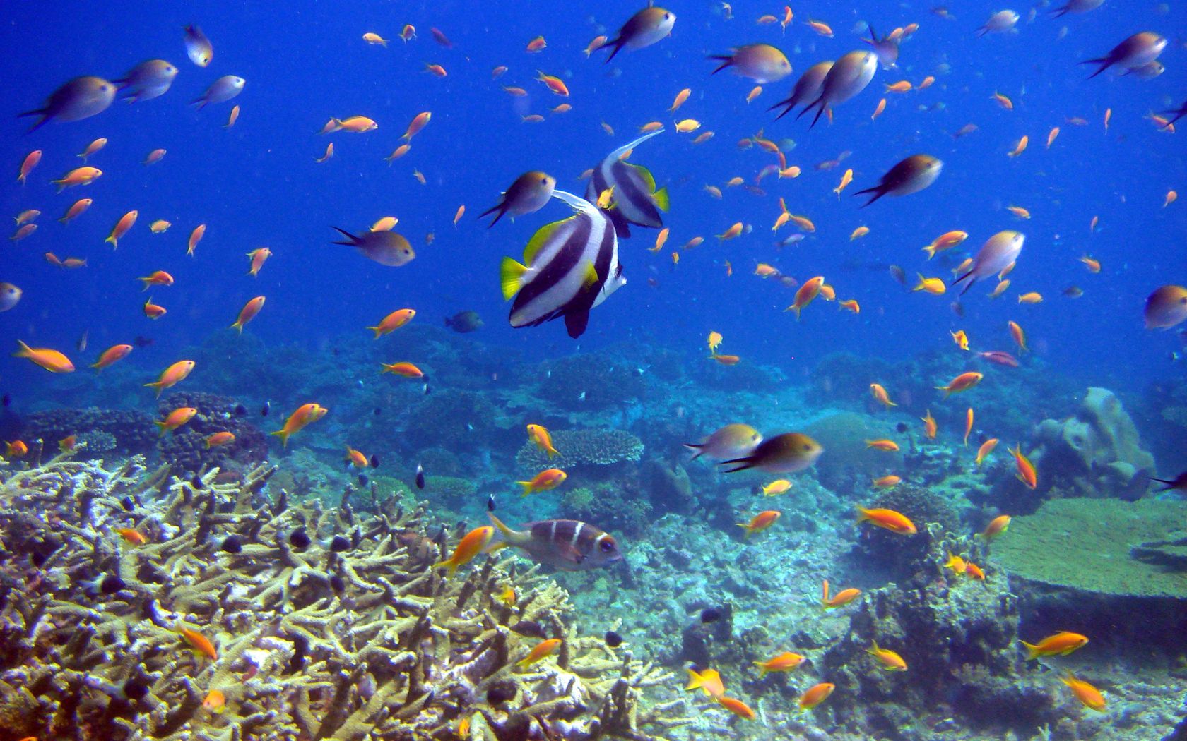 wallpapers underwater world, animals, fishes, coral