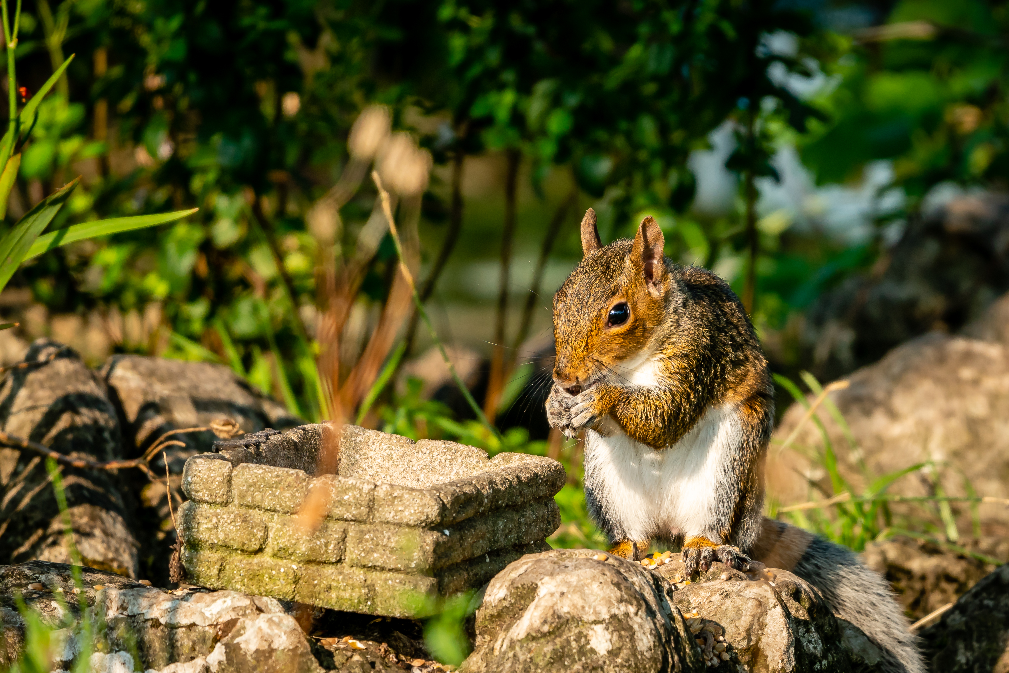 Download mobile wallpaper Animal, Stones, Rodent, Animals, Squirrel for free.