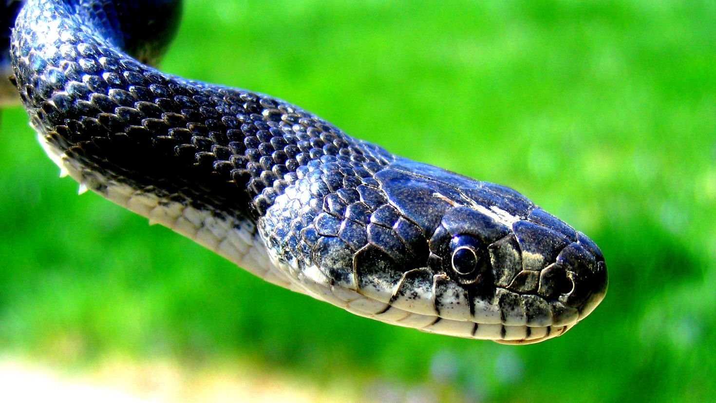 Черная мамба яд. Чёрная мамба змея. Черная ядовитая змея. Змея Тайпан голубая. Аспид змея ядовитая.
