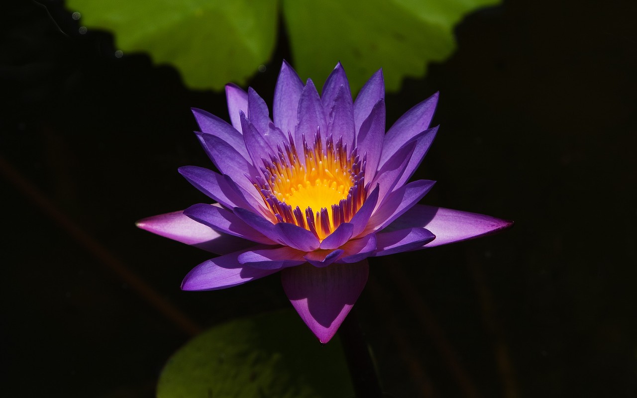 wallpapers water lily, earth