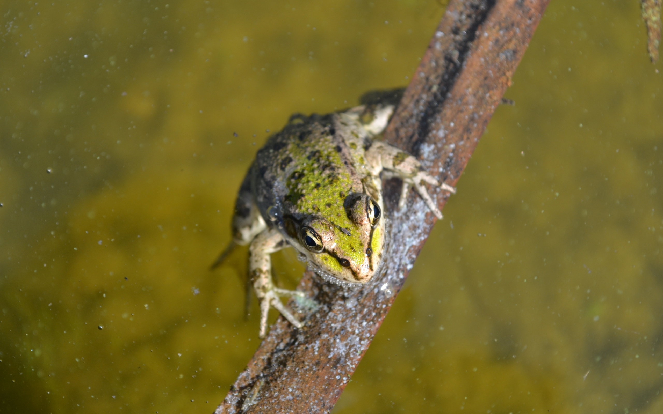 Download mobile wallpaper Frogs, Animals for free.
