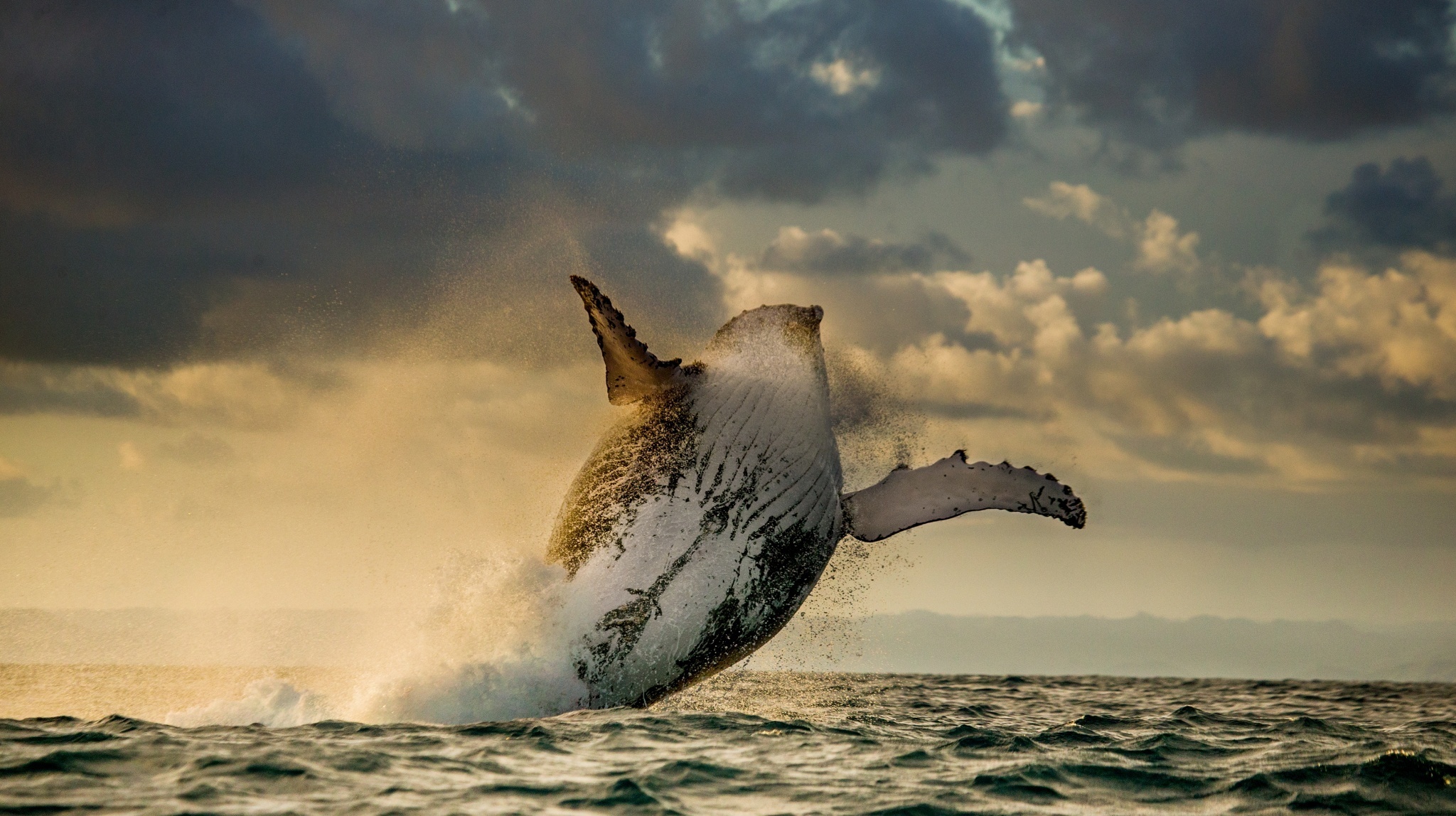 vertical wallpaper humpback whale, animal, breaching, jump, mammal, sea, whale