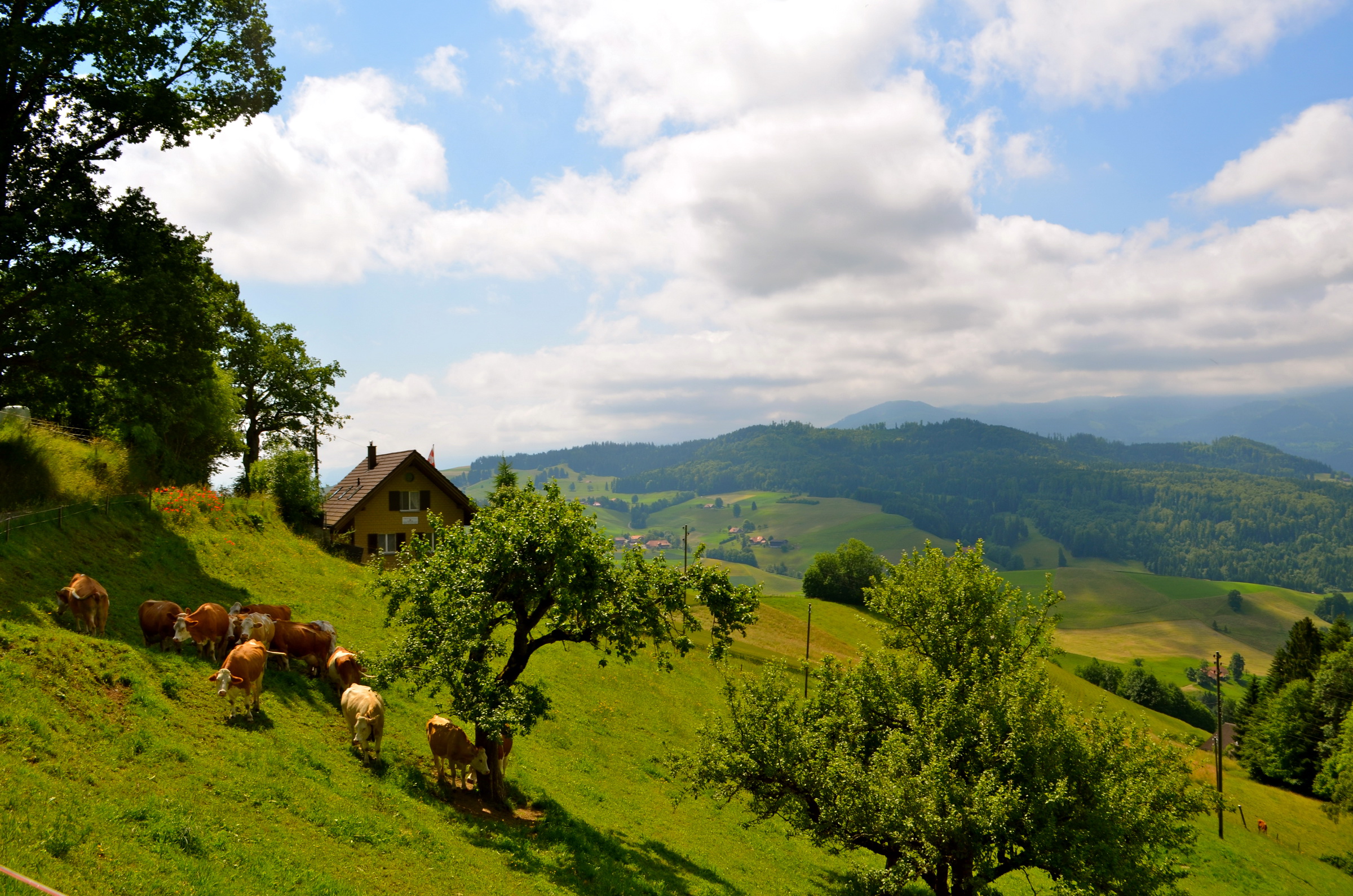 Деревня луг. Швейцария коровы дом природа. Швейцария деревня коровы. Чехия Луга. Луга красота Швейцария.