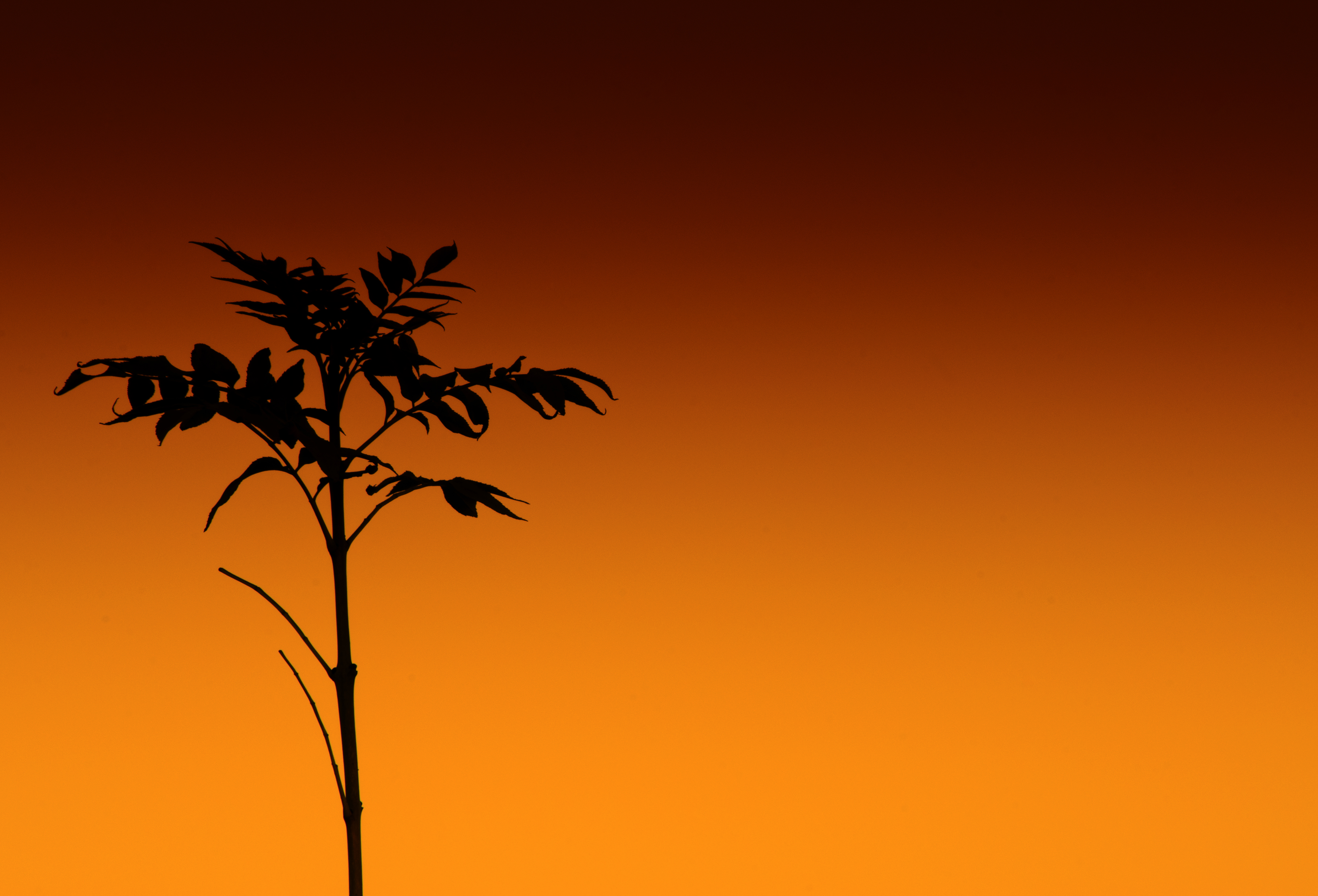136281 Hintergrundbild herunterladen orange, pflanze, dunkel, silhouette, stengel, stiel - Bildschirmschoner und Bilder kostenlos