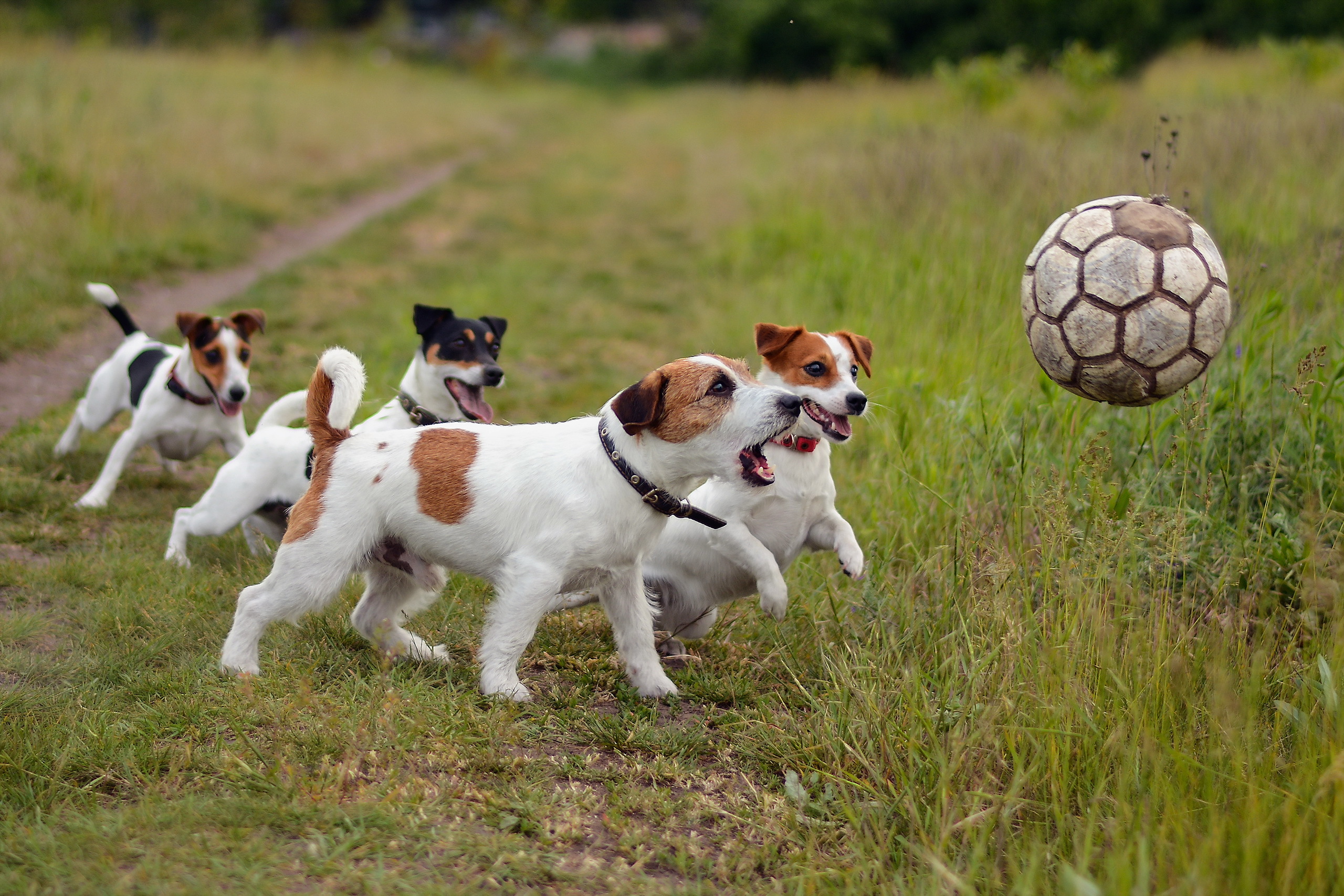 Download mobile wallpaper Playful, Animals, Ball, Grass, Puppies, Dogs for free.