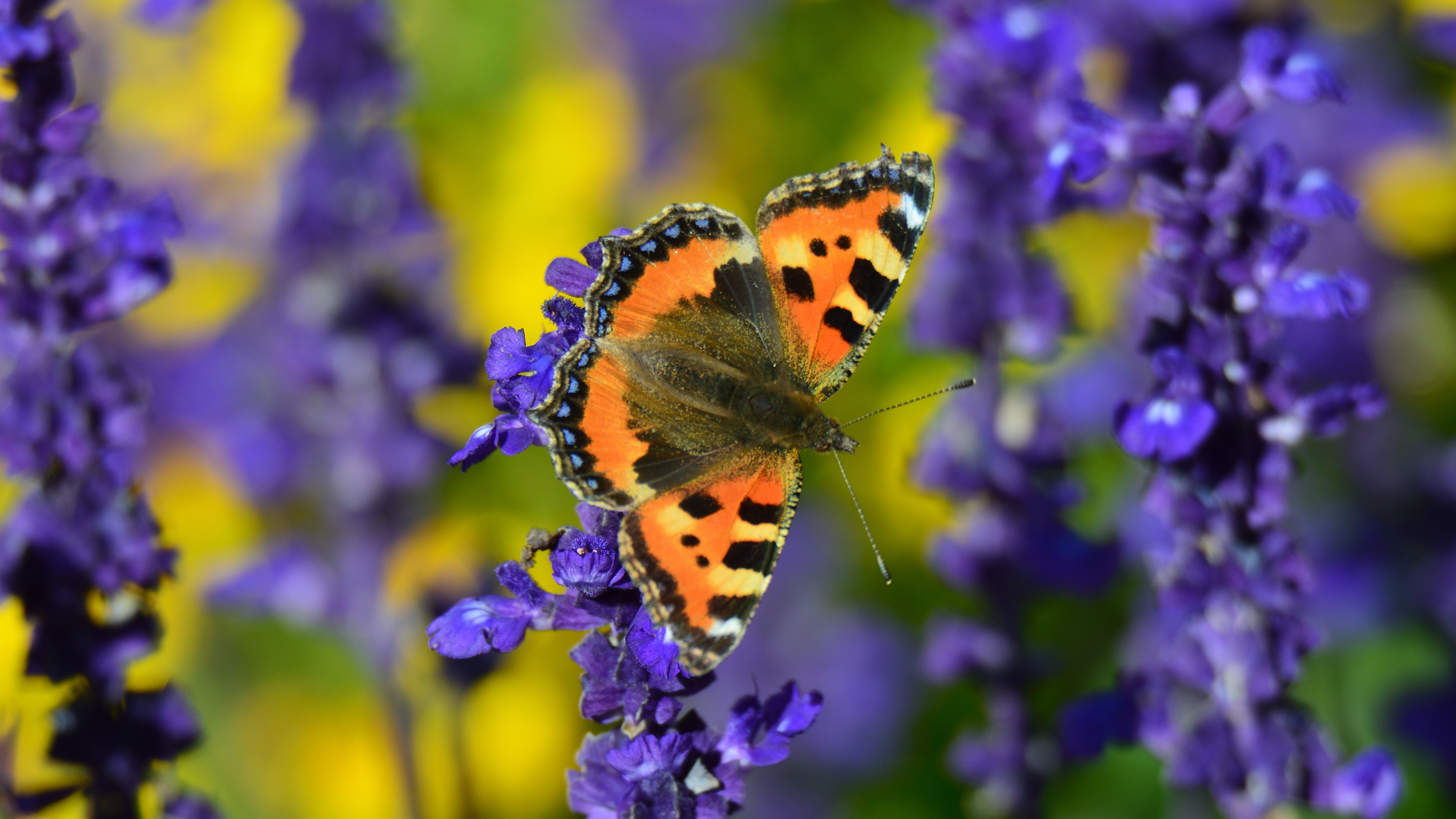 Download mobile wallpaper Turtle Butterfly, Tortoiseshell Butterfly, Macro, Close Up, Flowers, Butterfly for free.
