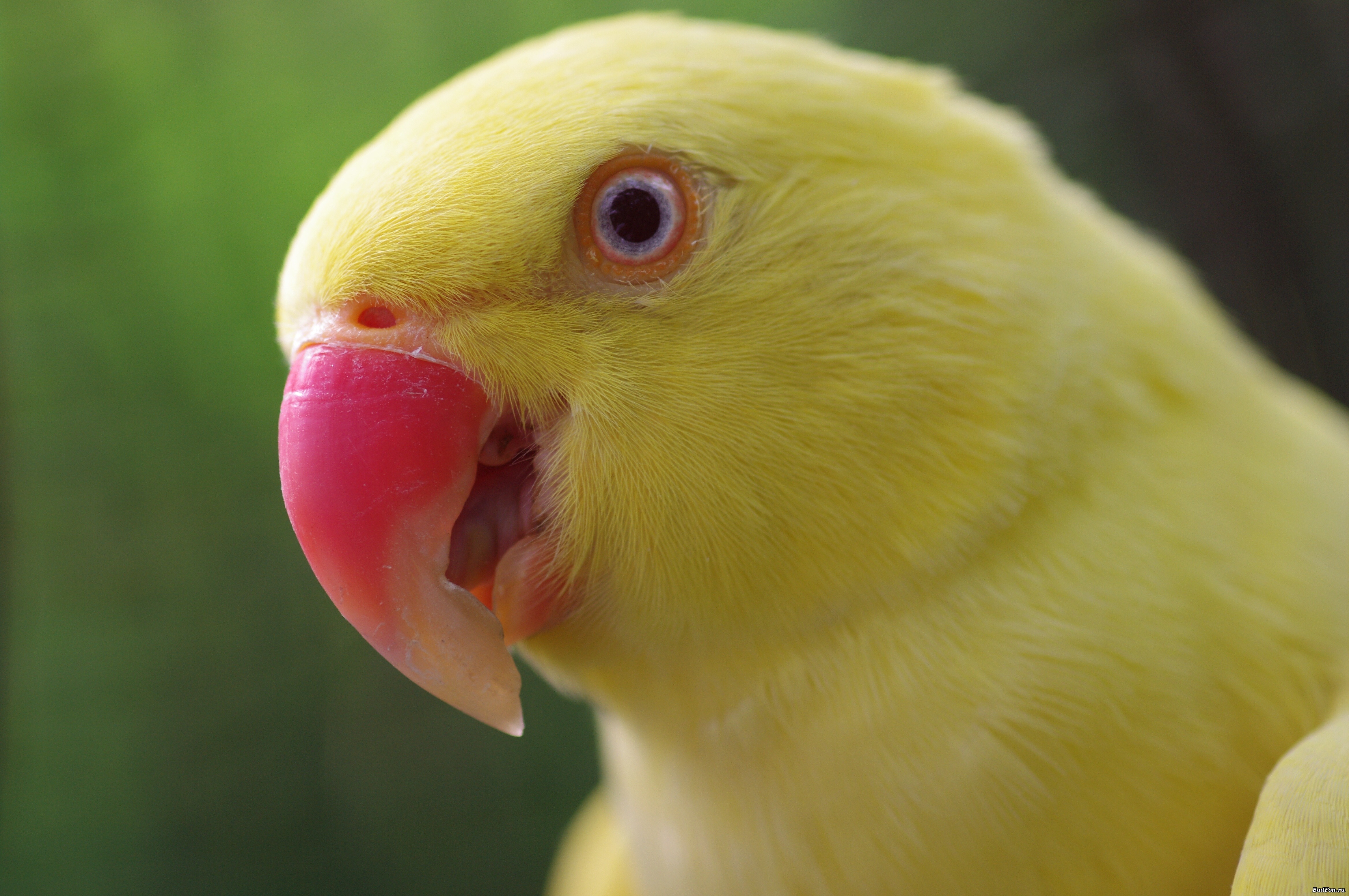 Free download wallpaper Animals, Beak, Parrots, Color on your PC desktop