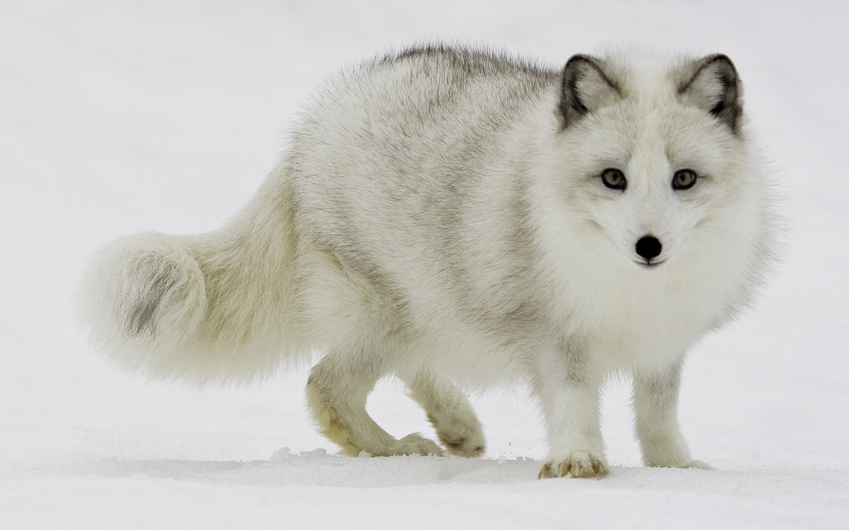 arctic fox desktop wallpaper