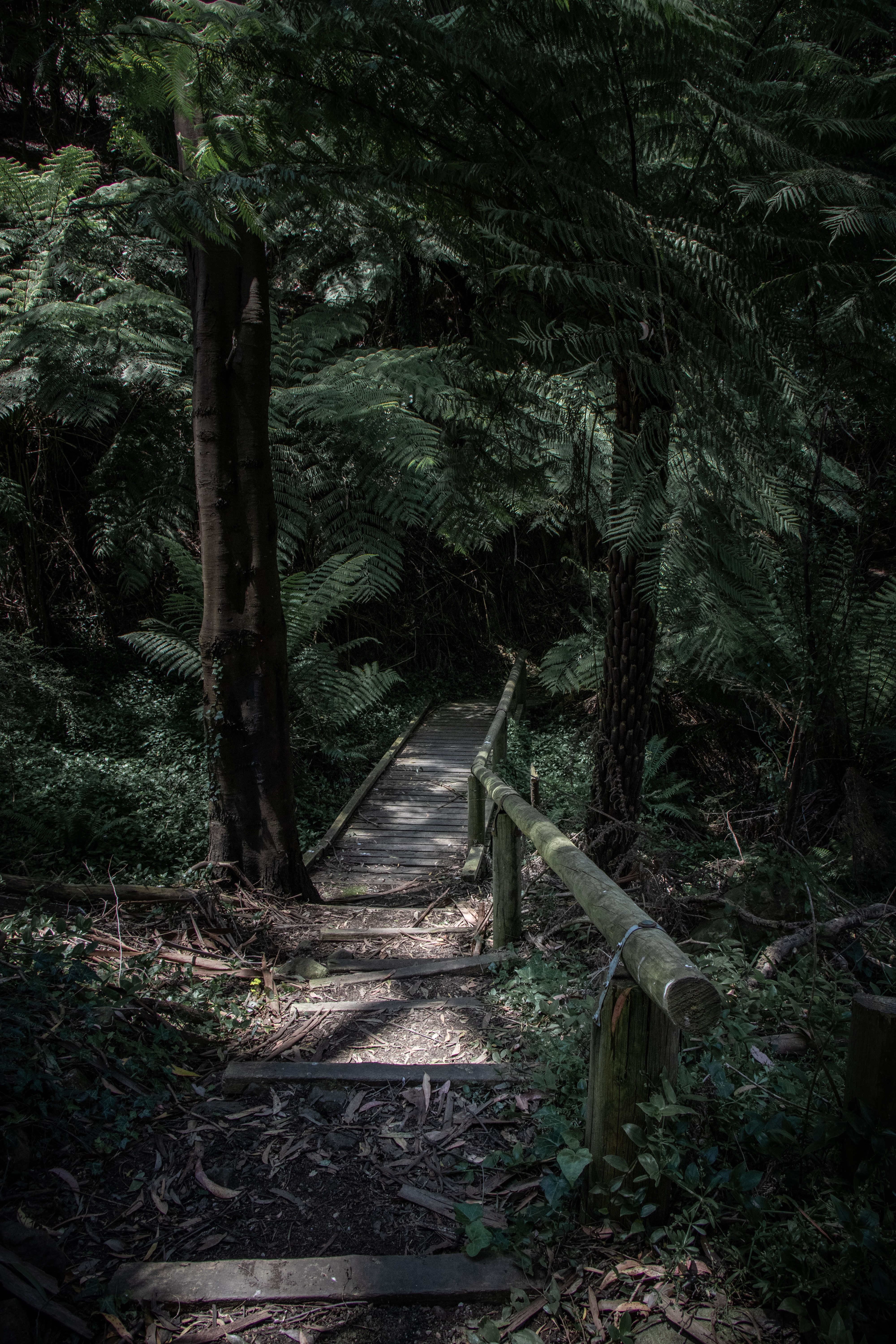bridge, nature, trees, fern, forest, path cell phone wallpapers