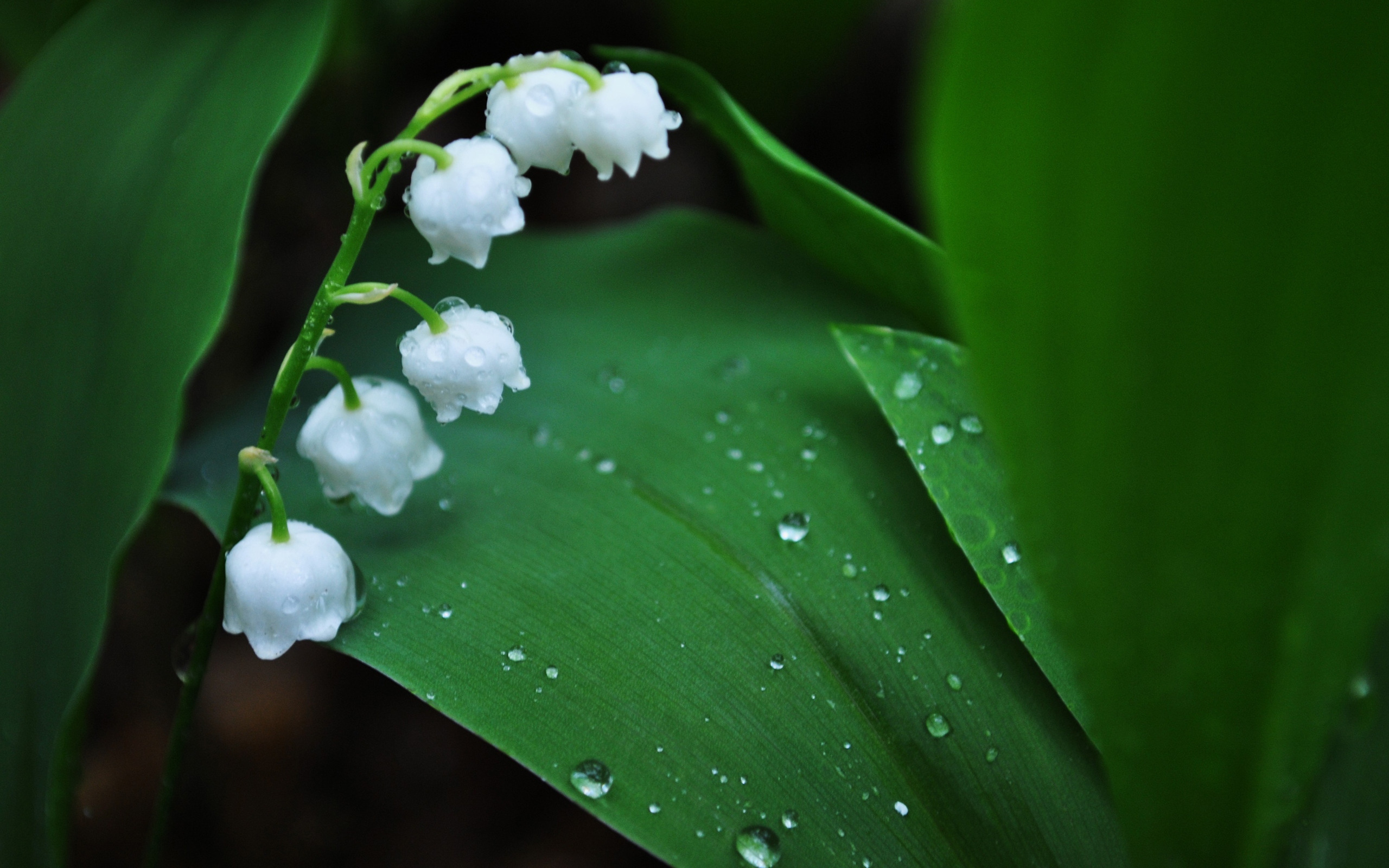 earth, lily of the valley, flower, flowers Phone Background
