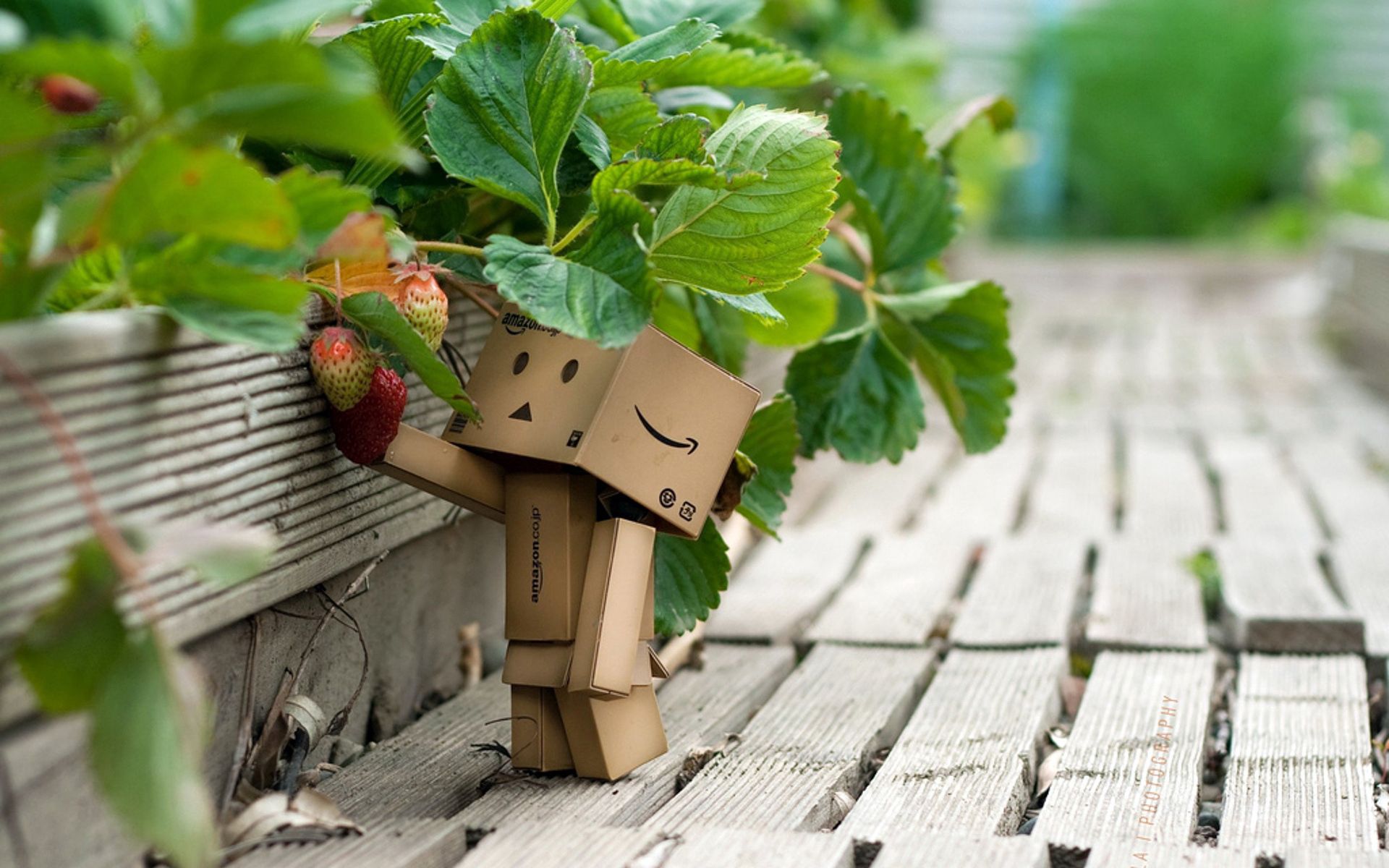 stroll, cardboard robot, strawberry, grass, miscellanea, miscellaneous, berry, wild strawberries, danboard