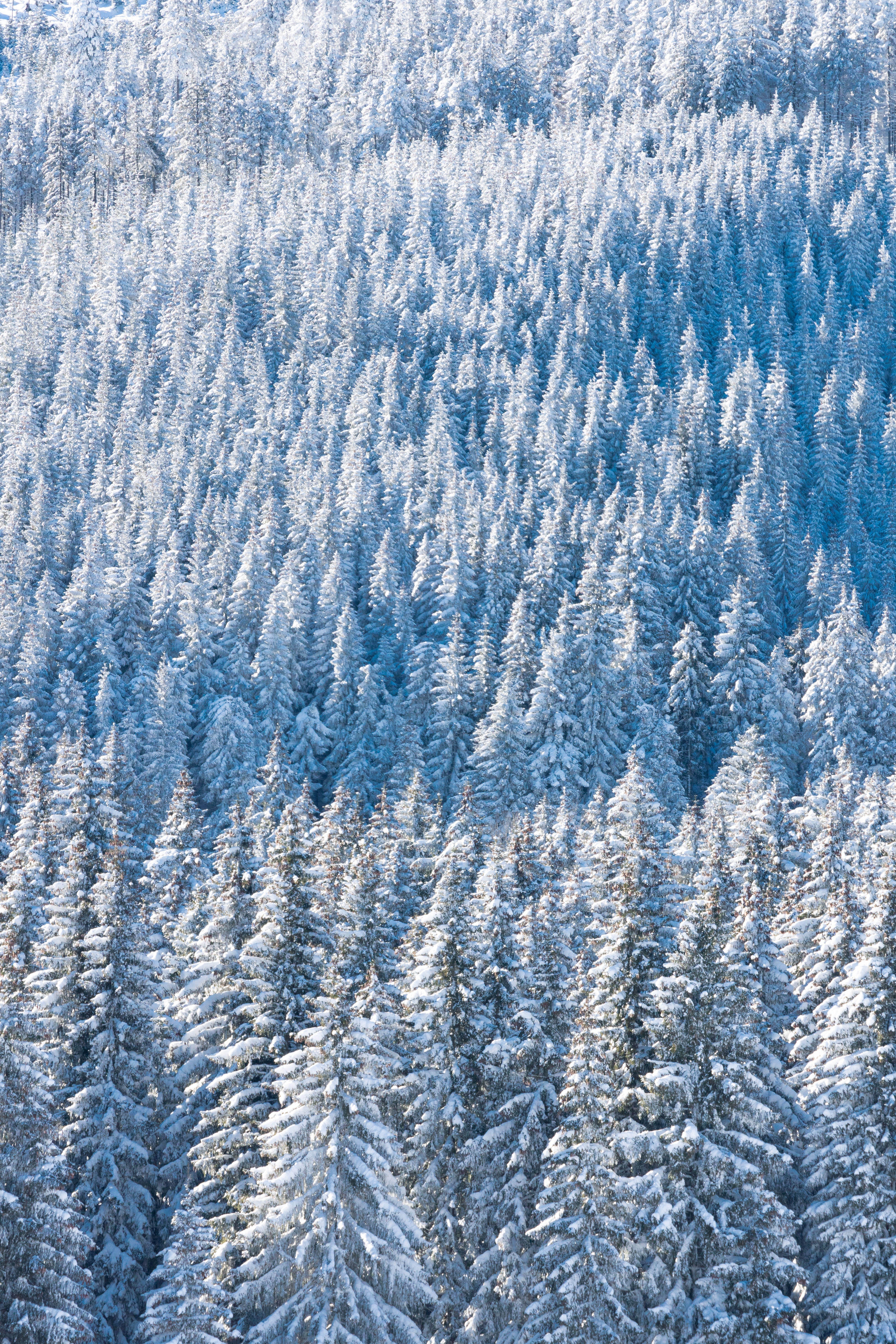 Скачать обои бесплатно Вид Сверху, Лес, Снег, Елки, Зима, Природа картинка на рабочий стол ПК