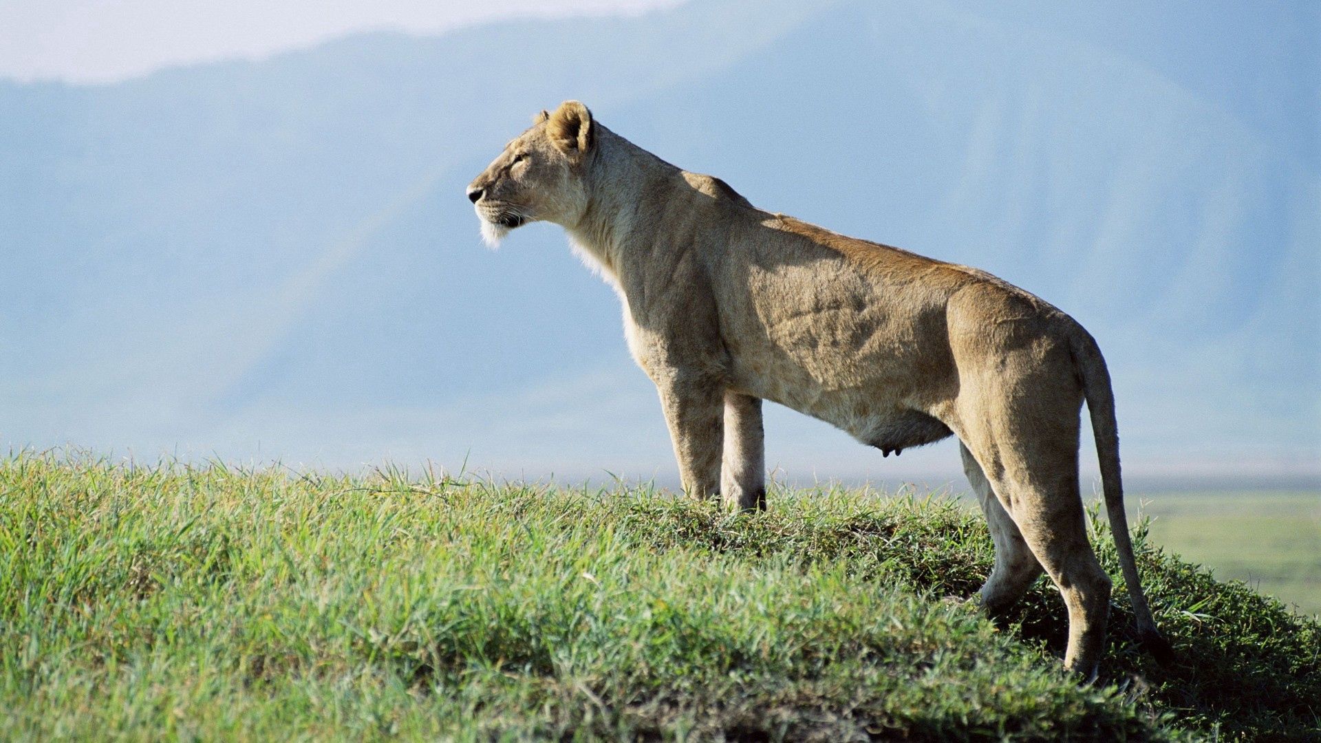lioness, animals, grass, sky, observation for android