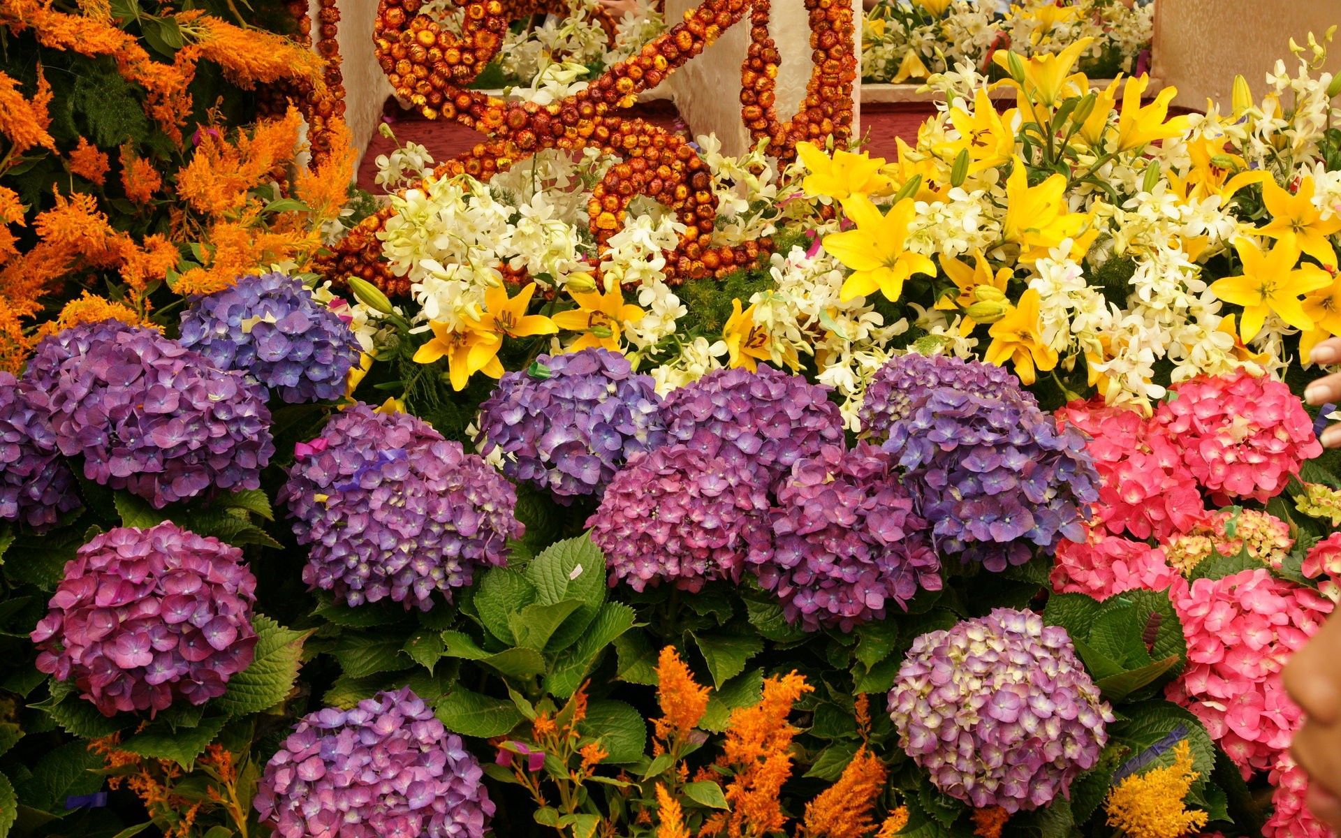 141710 télécharger l'image fleurs, lilies, légumes verts, verdure, hortensia, la diversité, variété - fonds d'écran et économiseurs d'écran gratuits