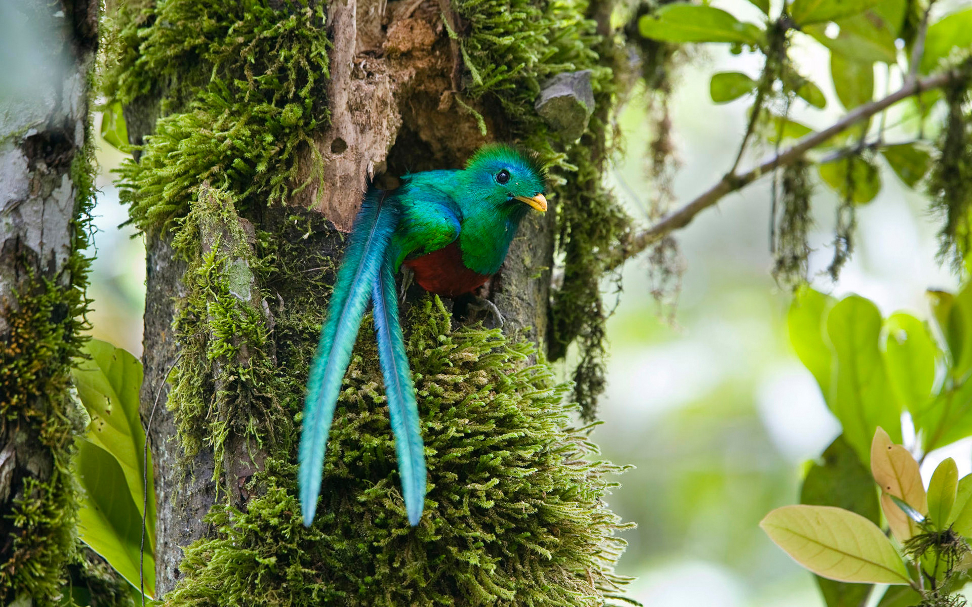 261618 Hintergrundbild herunterladen tiere, quetzal, costa rica, vögel - Bildschirmschoner und Bilder kostenlos
