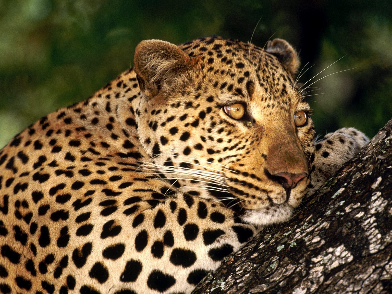 17063 Protetores de tela e papéis de parede Leopards em seu telefone. Baixe  fotos gratuitamente