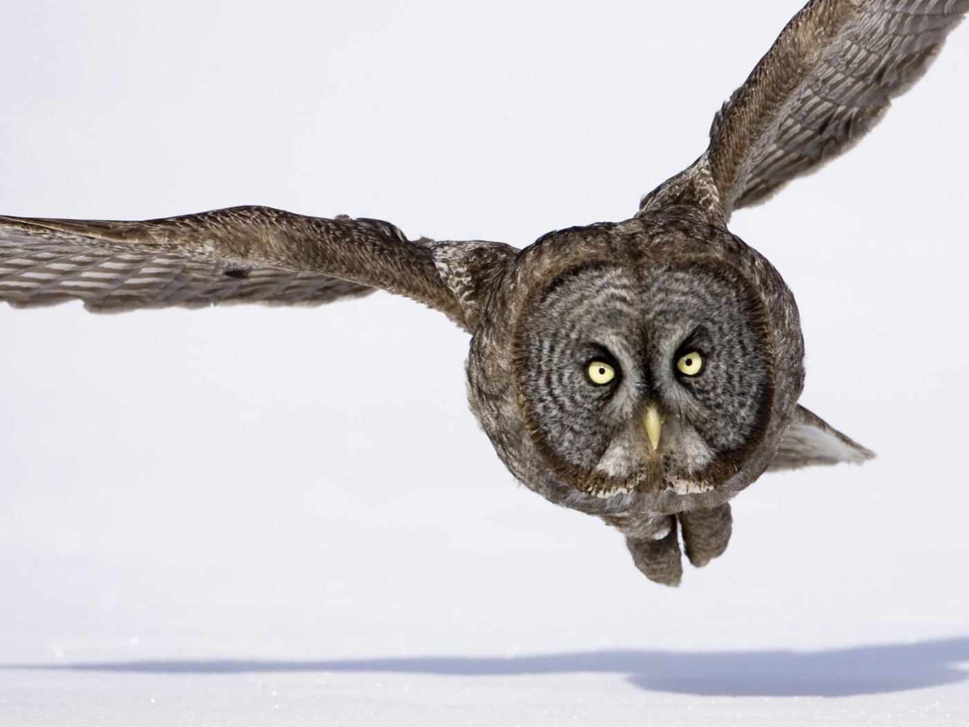 Free download wallpaper Animals, Owl on your PC desktop