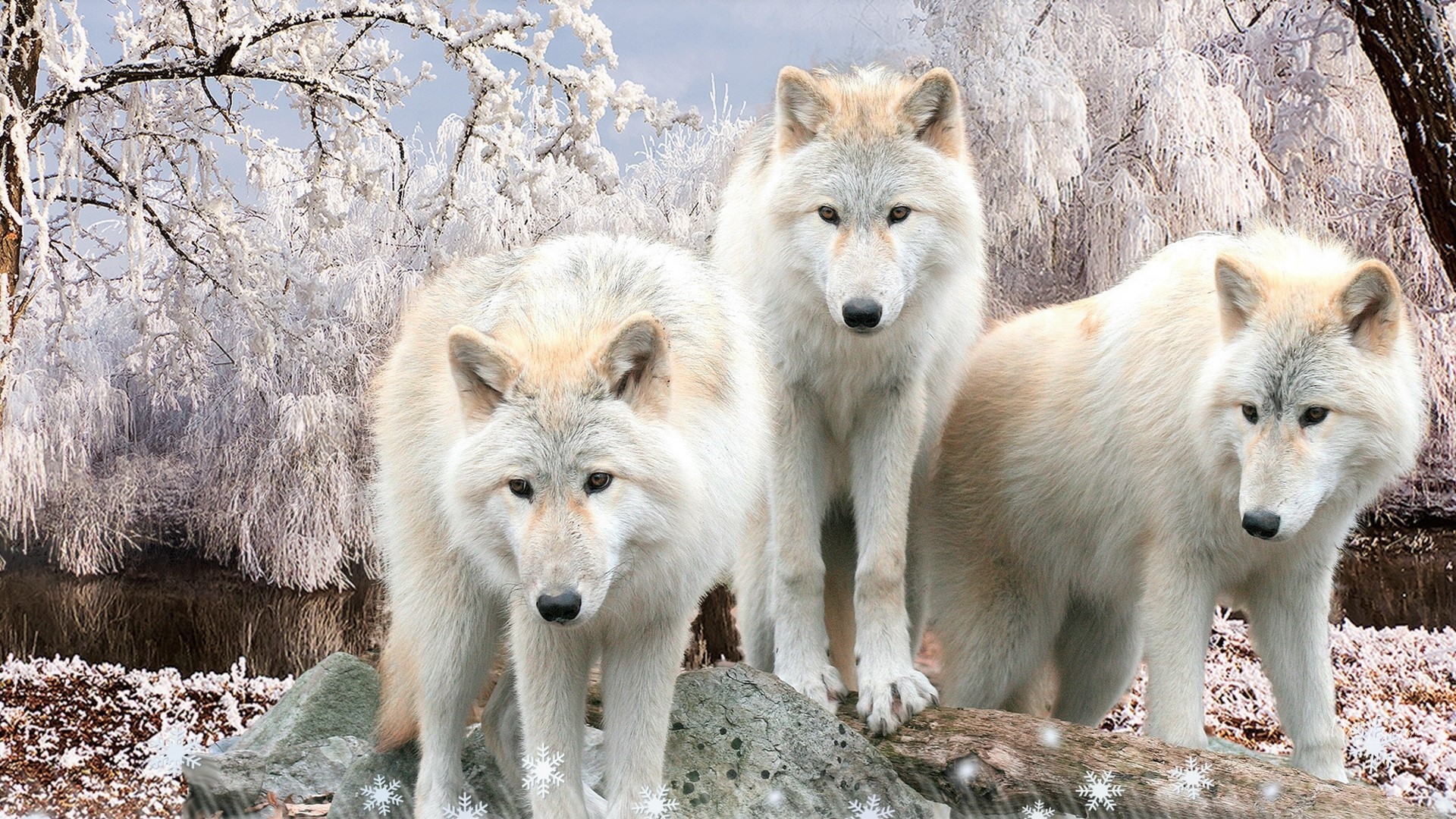 Красивые обои волки. Картинки на рабочий стол волки. Стая Волков. Красивый волк. Стая белых Волков.